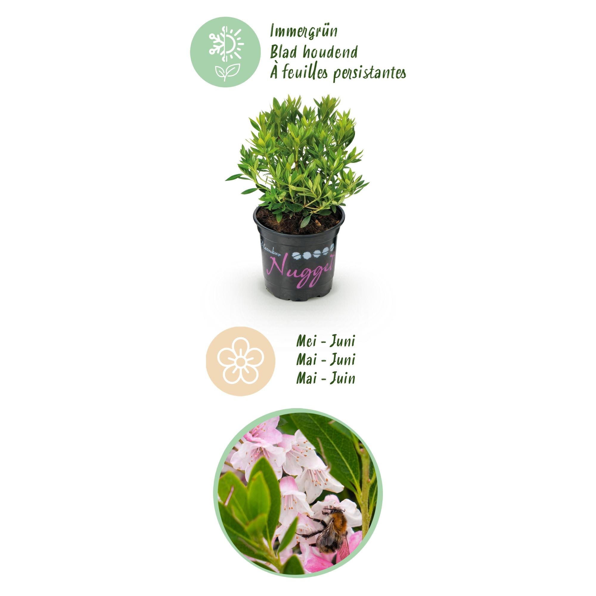 Dwerg Rhododendron - Rhododendron Bloombux Light Pink - Bloeiende Buxus - Weinig Onderhoud - Licht Roze Bloem - 6 Planten - Pot 10,5cm - Hoogte 20-25cm