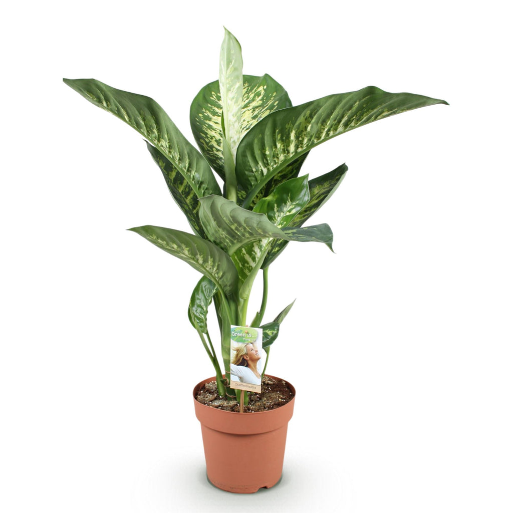 Green is... Kamerplanten - Diefenbachia Tropic Snow - Dieffenbachia - Weinig onderhoud - Groen - 1 Plant - Pot 21cm - Hoogte 90-100cm
