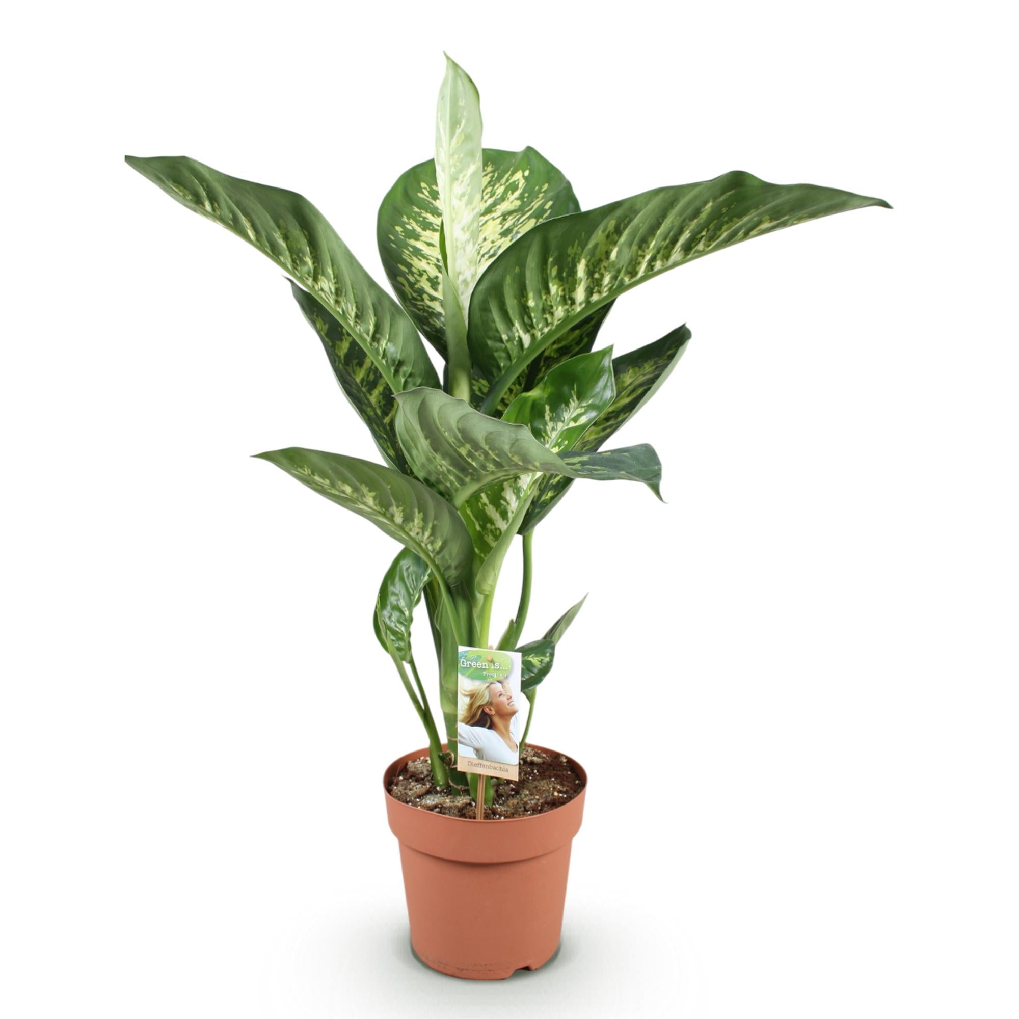 Green is... Kamerplanten - Diefenbachia Tropic Snow - Dieffenbachia - Weinig onderhoud - Groen - 1 Plant - Pot 21cm - Hoogte 90-100cm