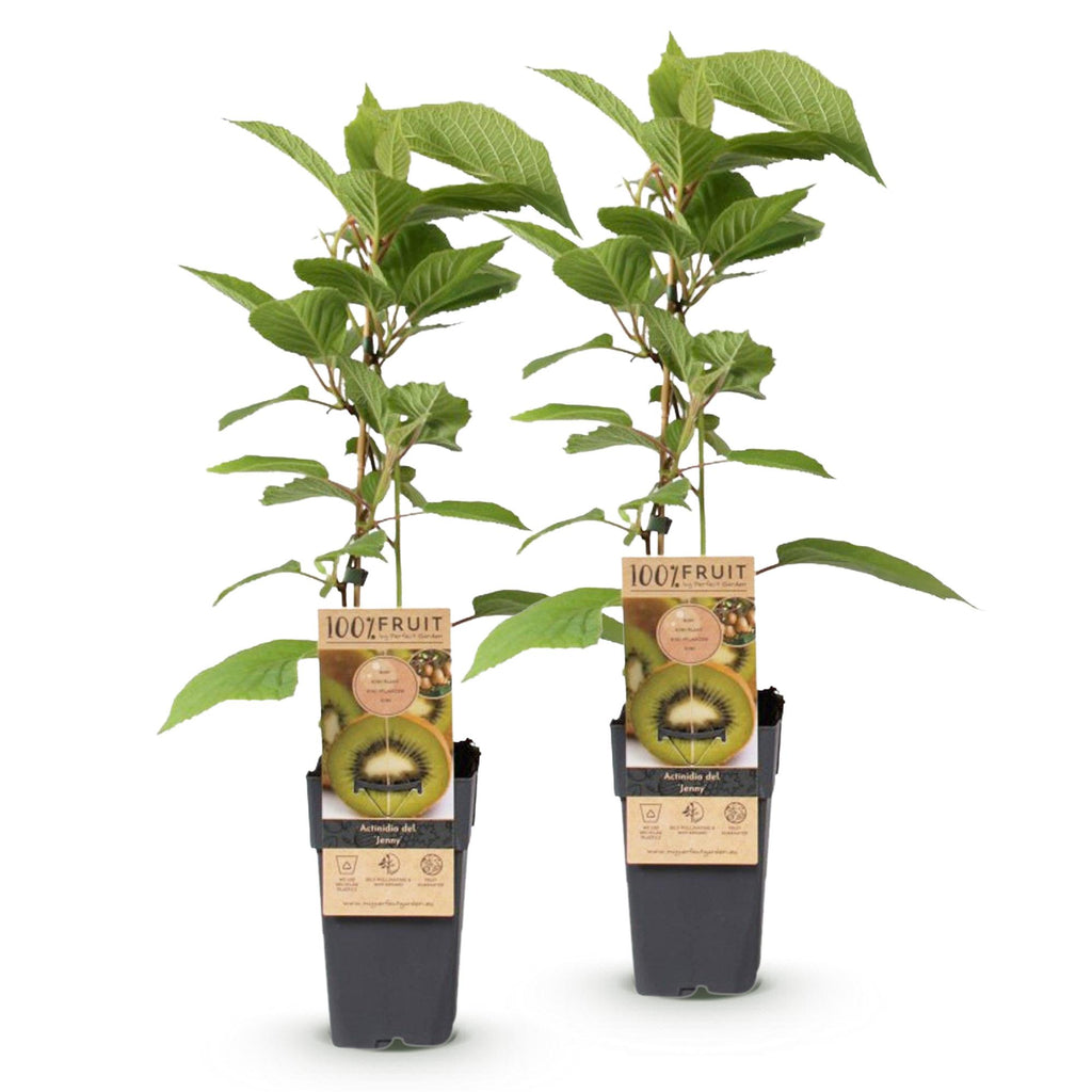 Fruitplant - Actinidia deliciosa Jenny - Kiwiplant - Zelfbestuivend - Groene Vrucht - 2 Planten - Pot 15cm - Hoogte 50cm