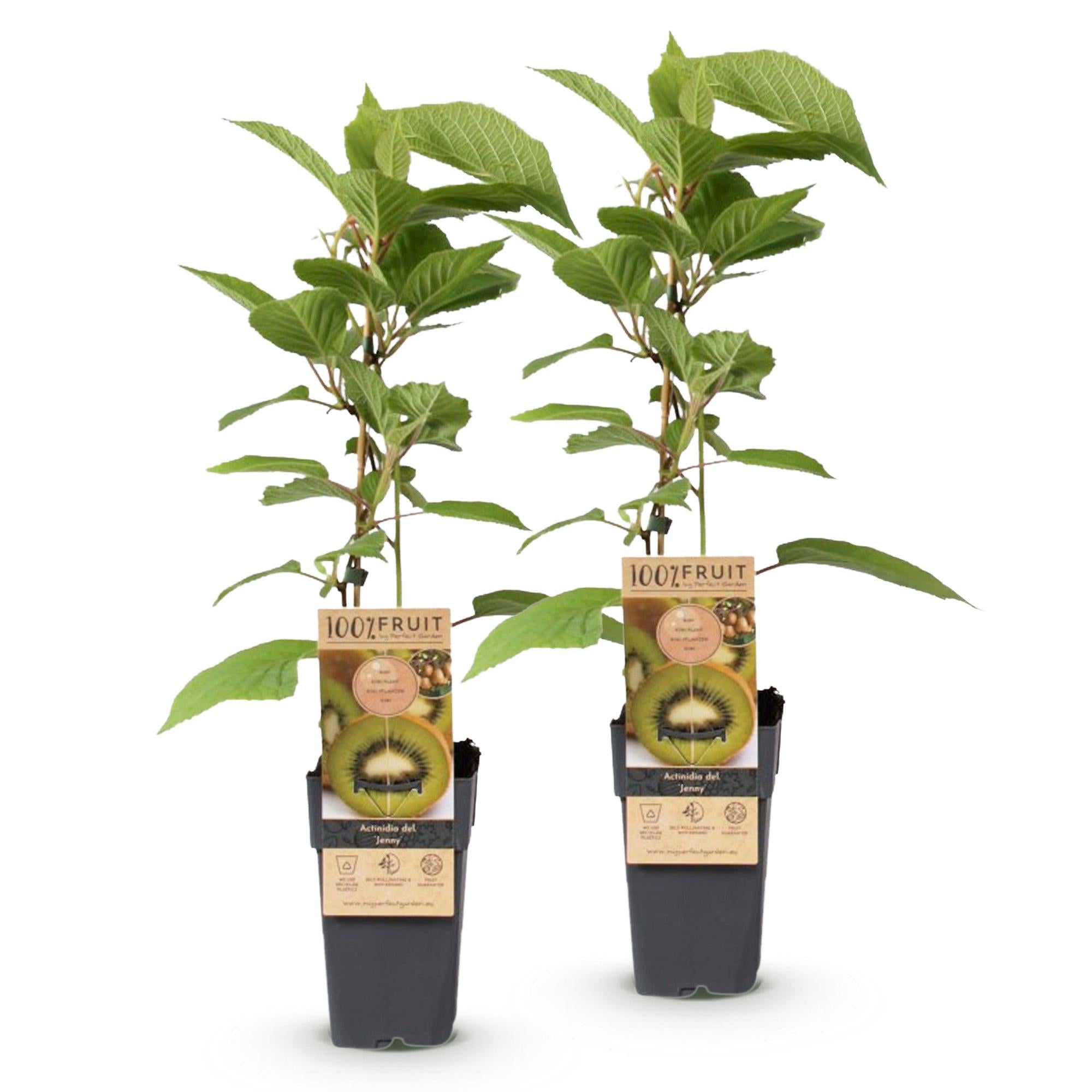 Fruitplant - Actinidia deliciosa Jenny - Kiwiplant - Zelfbestuivend - Groene Vrucht - 2 Planten - Pot 15cm - Hoogte 50cm