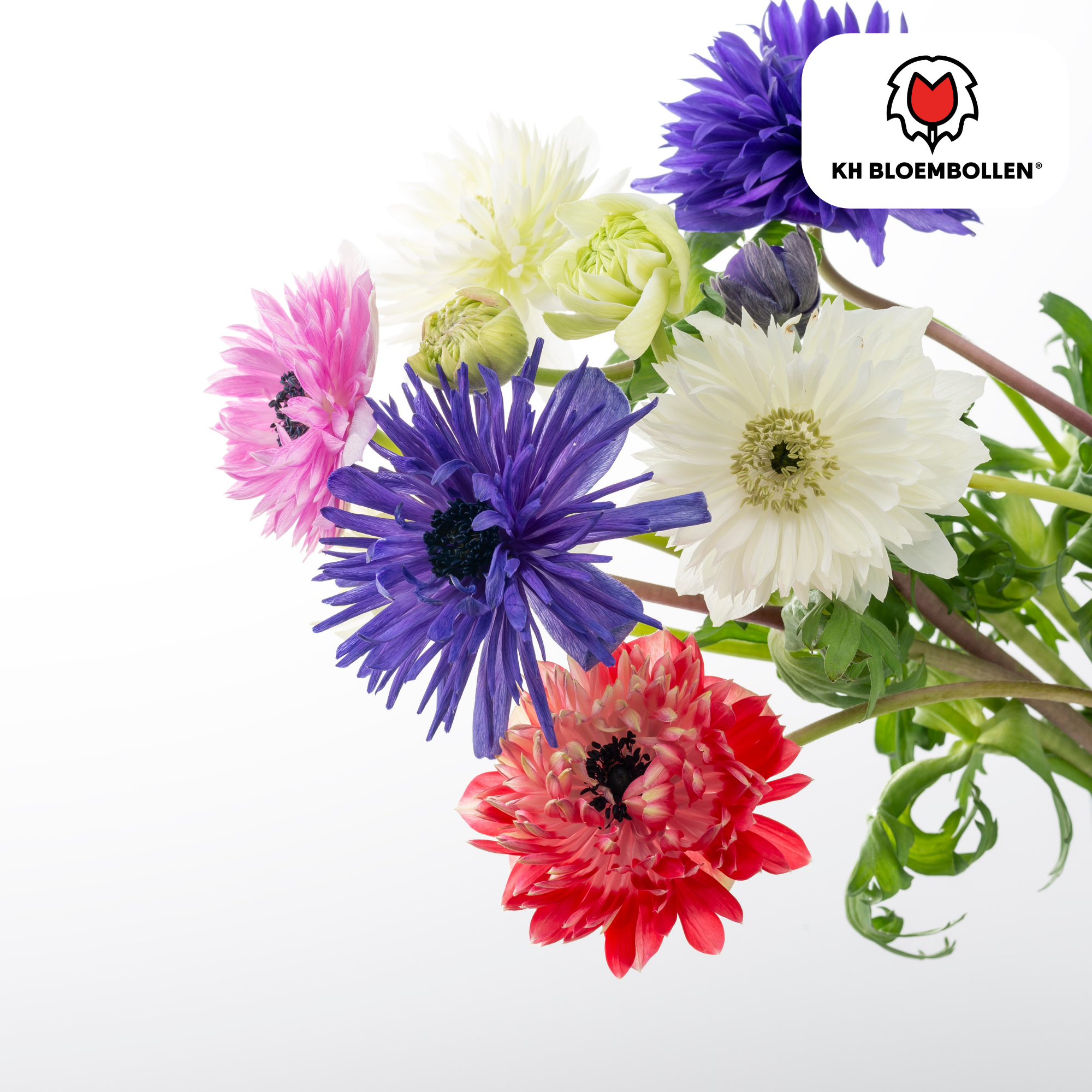 Anemonen dubbel 30 stuks