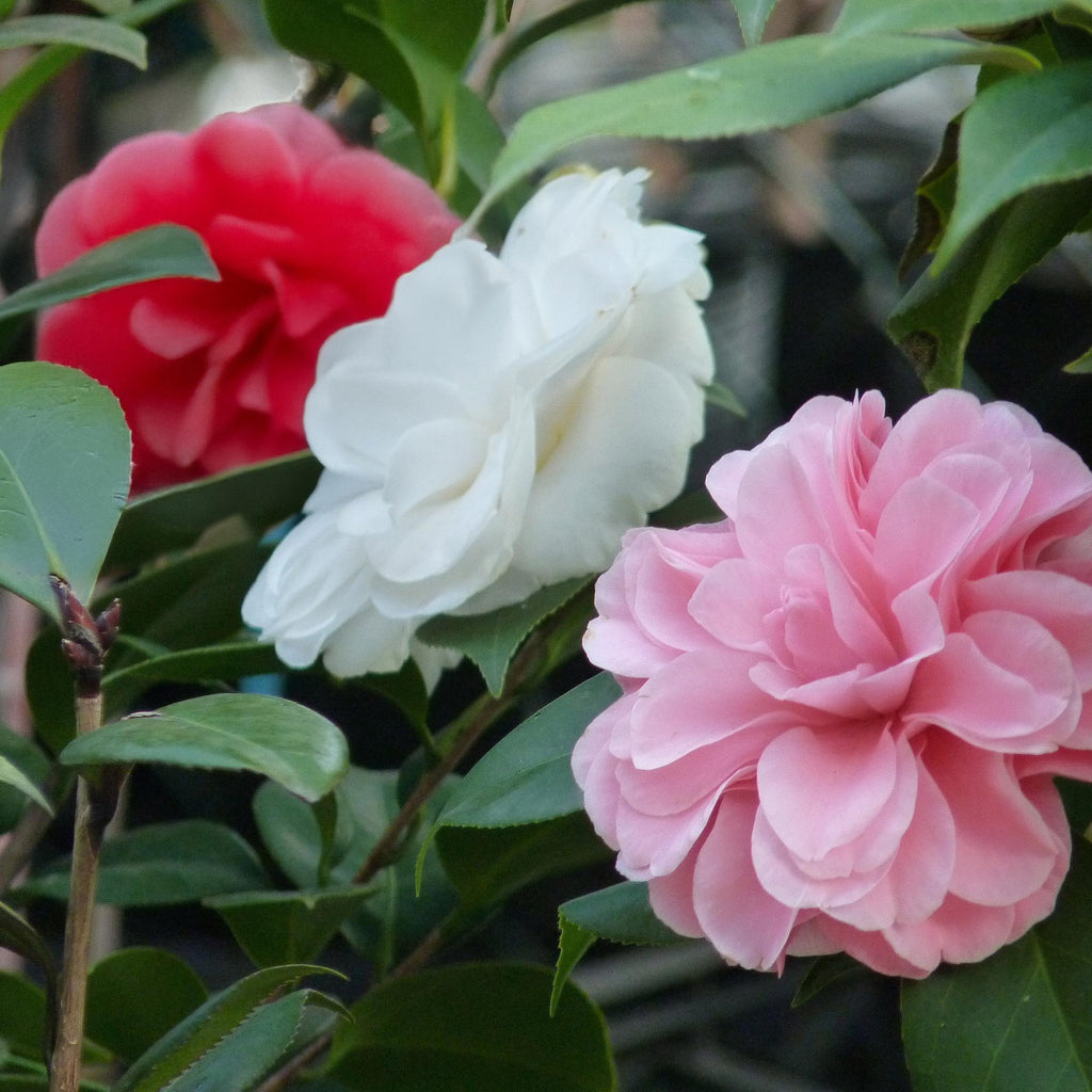 Heesters - Camelia japonica Tricolour - Bloem Roze, Wit en Rood - 3 Planten - 1 m2 - Groenblijvend - Pot 15cm Hoogte 30cm