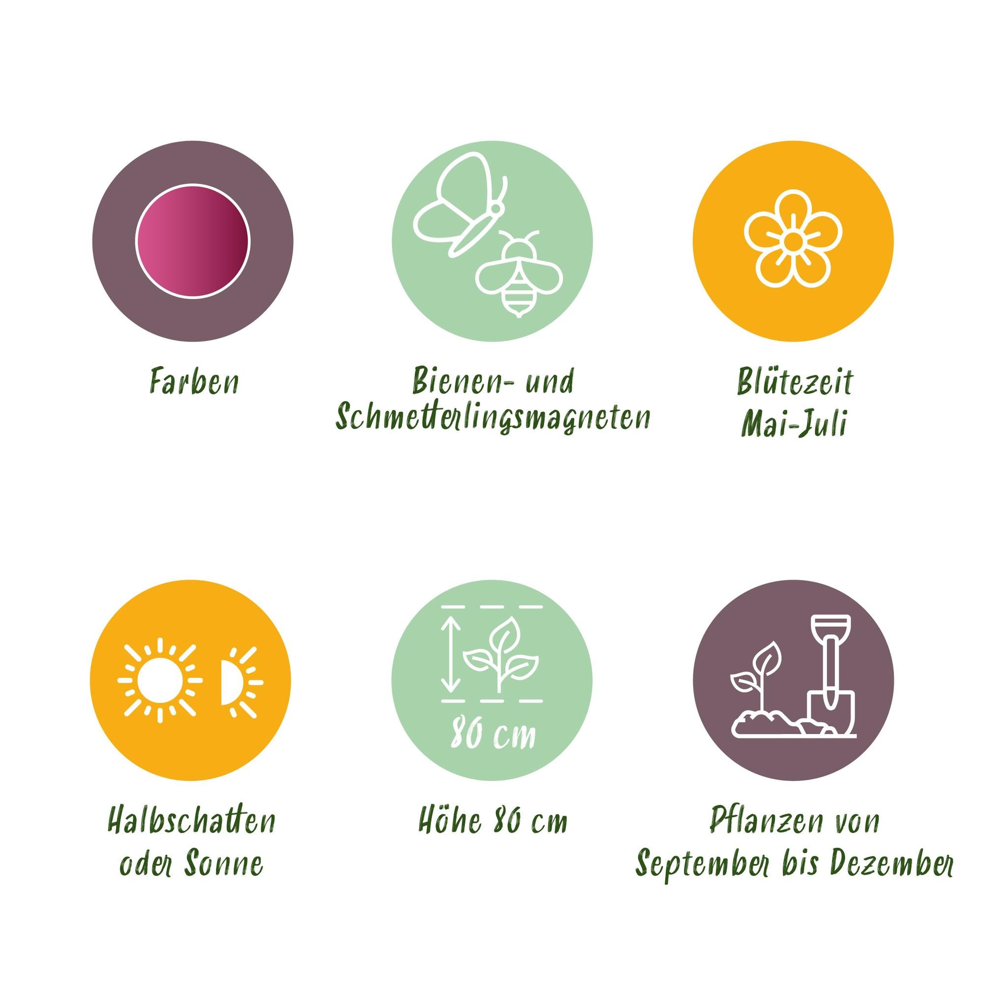 Bloembollen - Allium Sphaerocephalon - Kleur Paars - 100 stuks - Bolmaat 5/6 - XXL Pack