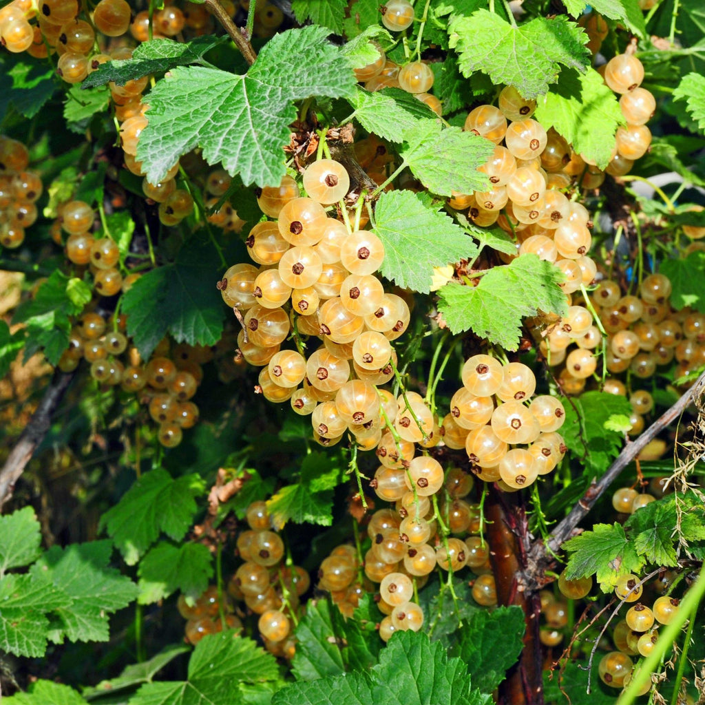 Fruitplant - Ribes rubrum Witte Parel - Bessenplant - Winterhard - Witte Bes - 2 Planten - Pot 15cm - Hoogte 50cm