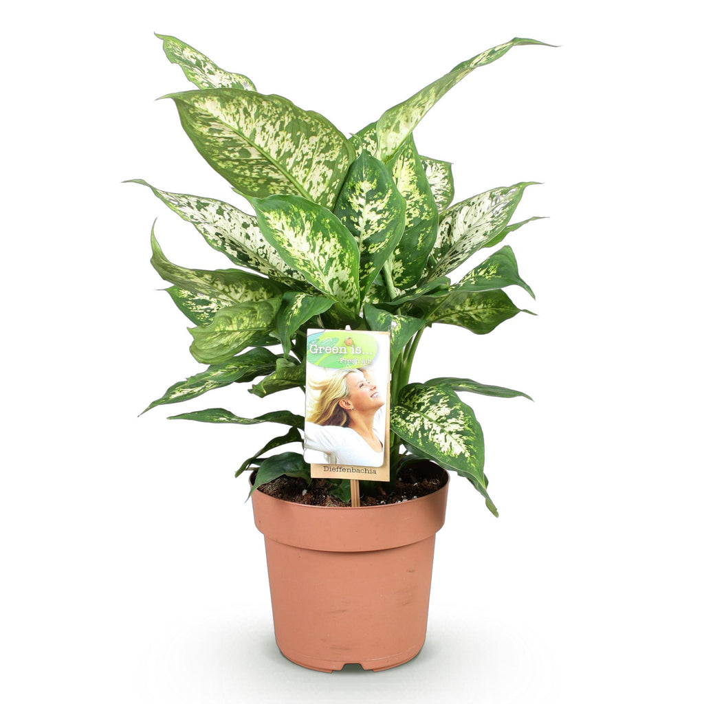 Green is... Kamerplanten - Diefenbachia Compacta - Dieffenbachia - Weinig onderhoud - Groen - 1 Plant - Pot 17cm - Hoogte 45-50cm