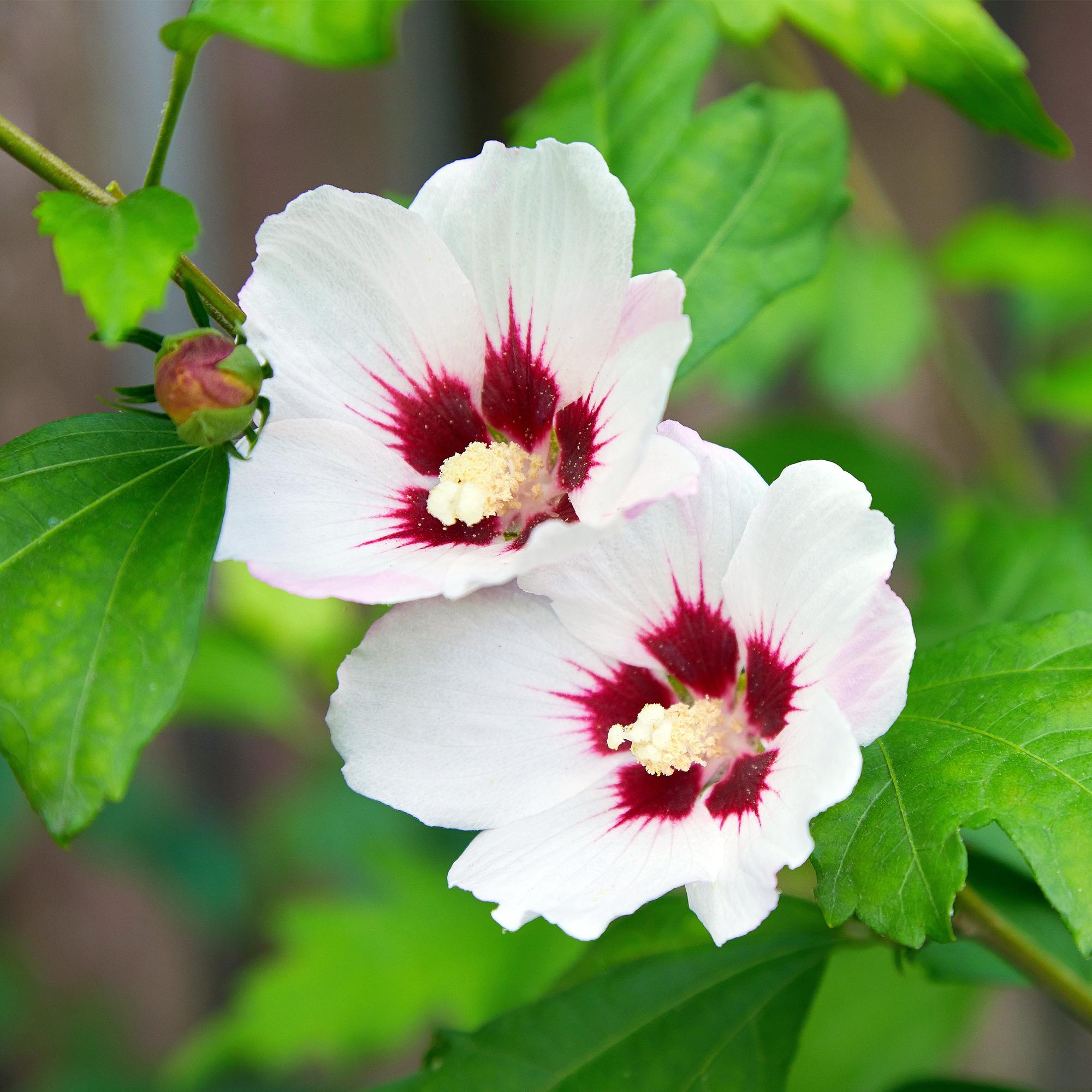 Tuinplant - Hibiscus syriacus Hamabo - Tuin Hibiscus - Winterhard - Wit - Roze - 3 Planten - Pot 17cm - Hoogte 45cm