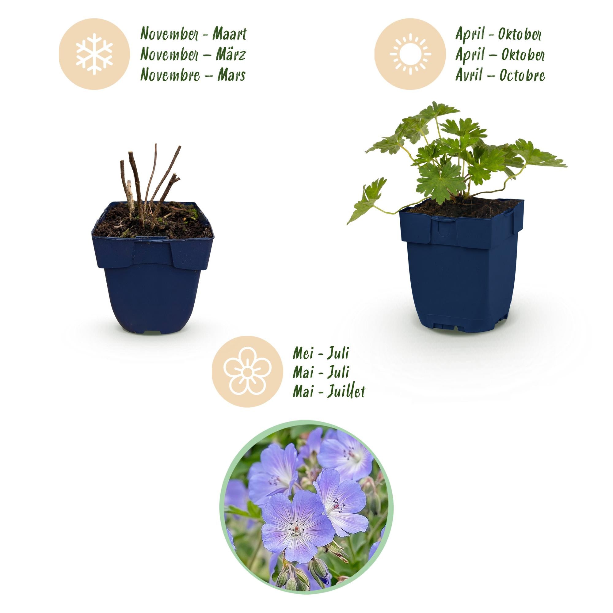 Vasteplant - Geranium 'Rozanne' - Ooievaarsbek - Bodembedekkend - Blauw - 3 Planten - Pot 11cm - Hoogte 15-25cm