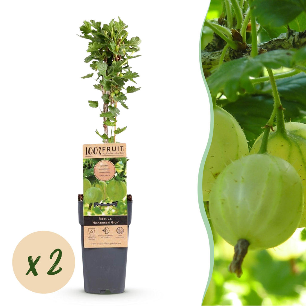 Fruitplant - Ribes uva-crispa Hinnonmäki Grün - Kruisbes - Winterhard - Groene Bes - 2 Planten - Pot 15cm - Hoogte 50cm