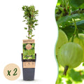 Fruitplant - Ribes uva-crispa Hinnonmäki Grün - Kruisbes - Winterhard - Groene Bes - 2 Planten - Pot 15cm - Hoogte 50cm