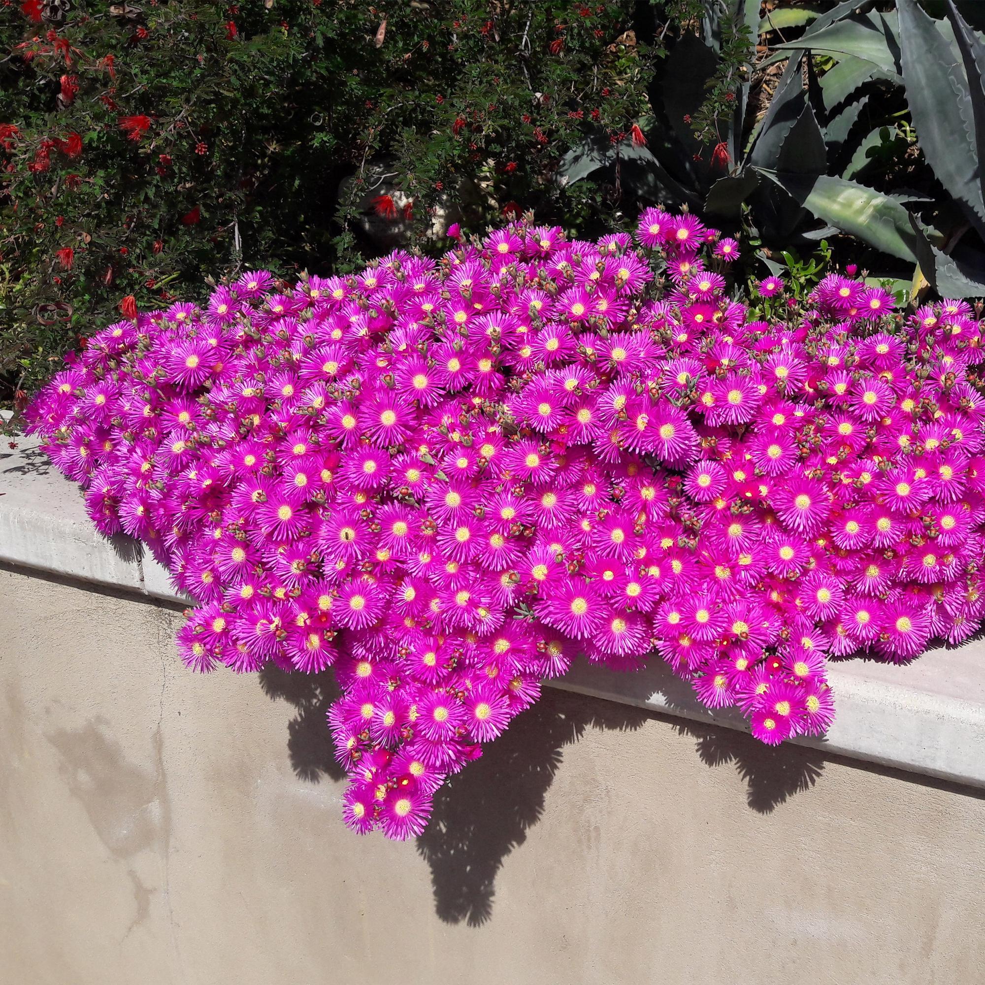 Bodembekker - Winterhard - Delosperma - 8 Planten - Kleuren Rood - Geel - Paars - Roze - Weinig Onderhoud - Pot 14 Hoogte 17