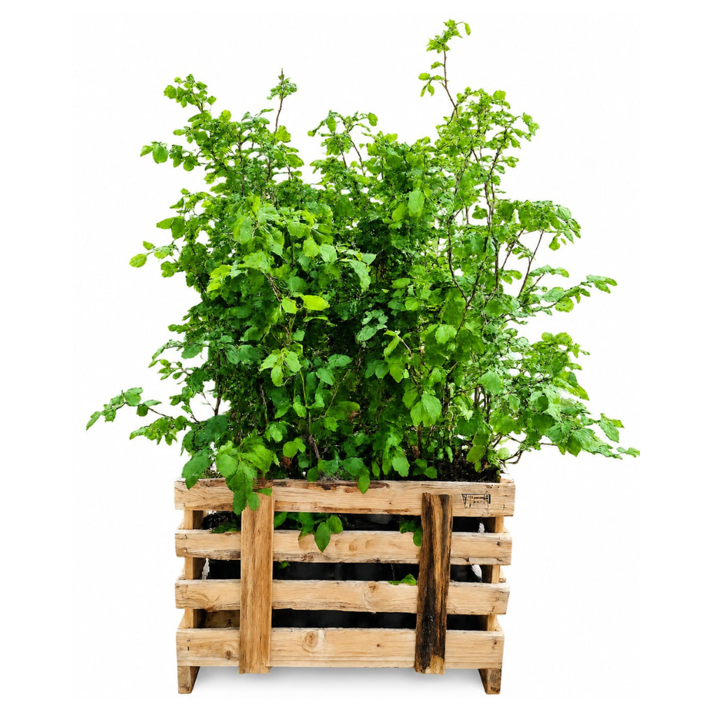 Palletdeal Haagplanten:  50 Fagus sylvatica ↕60-80 - Ø 19cm | Mini Pallet