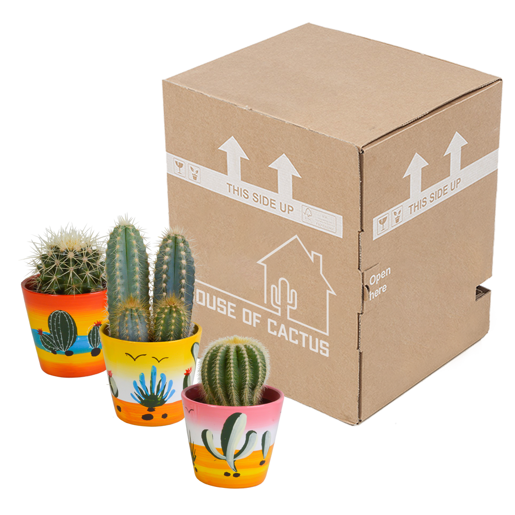 Cactus mix 8.5 cm - 3x - in Mexicaanse pot