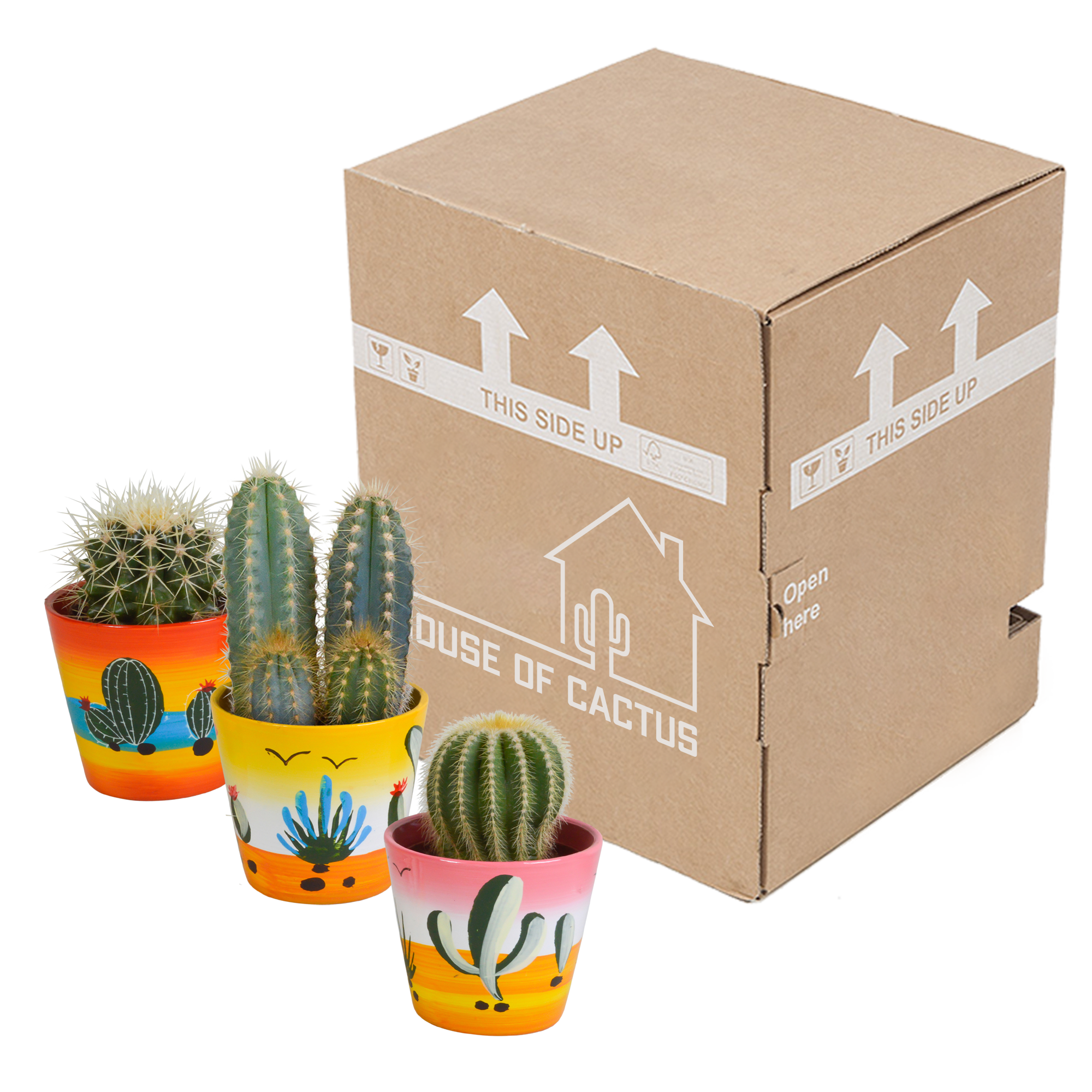 Cactus mix 8.5 cm - 3x - in Mexicaanse pot