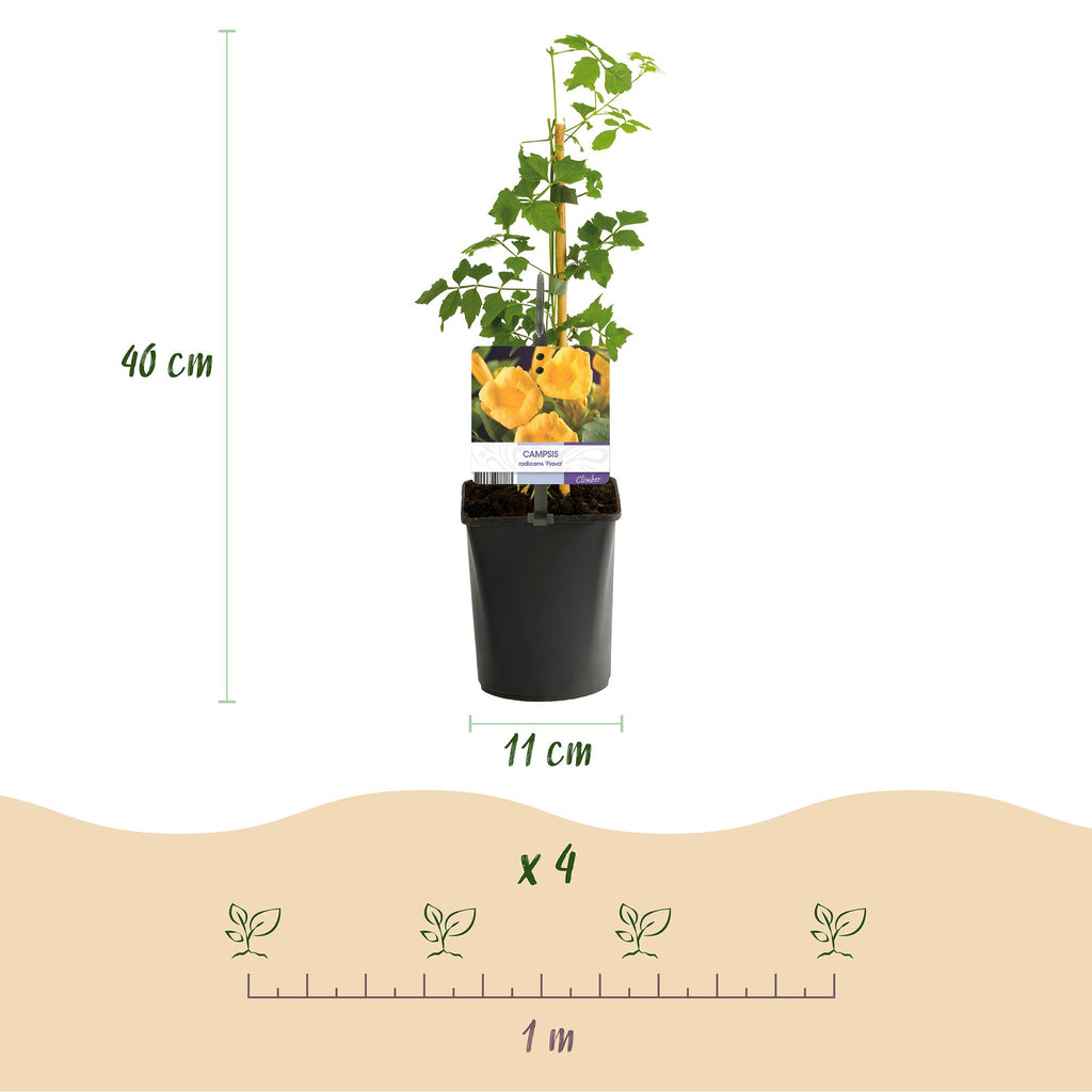 Trompetbloem - Campsis radicans Flave - Bloem Geel - Weinig onderhoud - 2 planten - Pot 11cm Hoogte 40cm