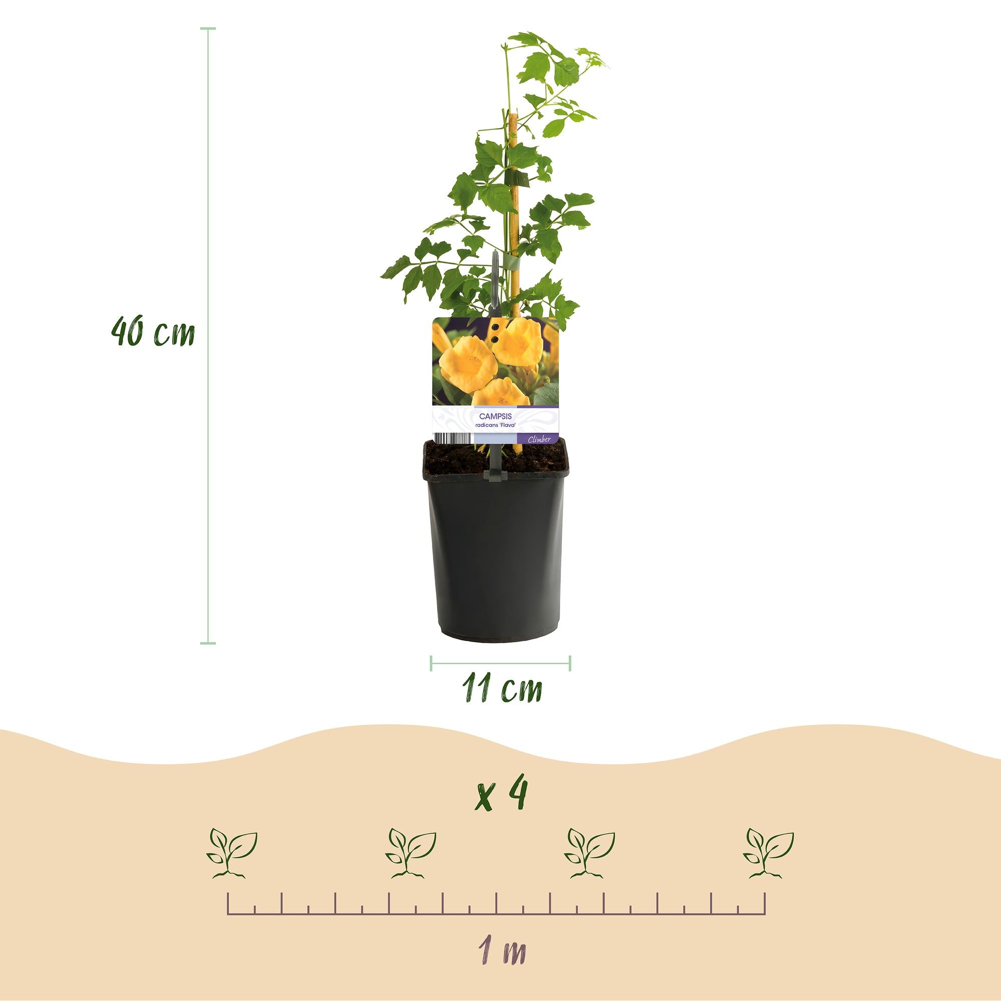 Trompetbloem - Campsis radicans Flave - Bloem Geel - Weinig onderhoud - 2 planten - Pot 11cm Hoogte 40cm