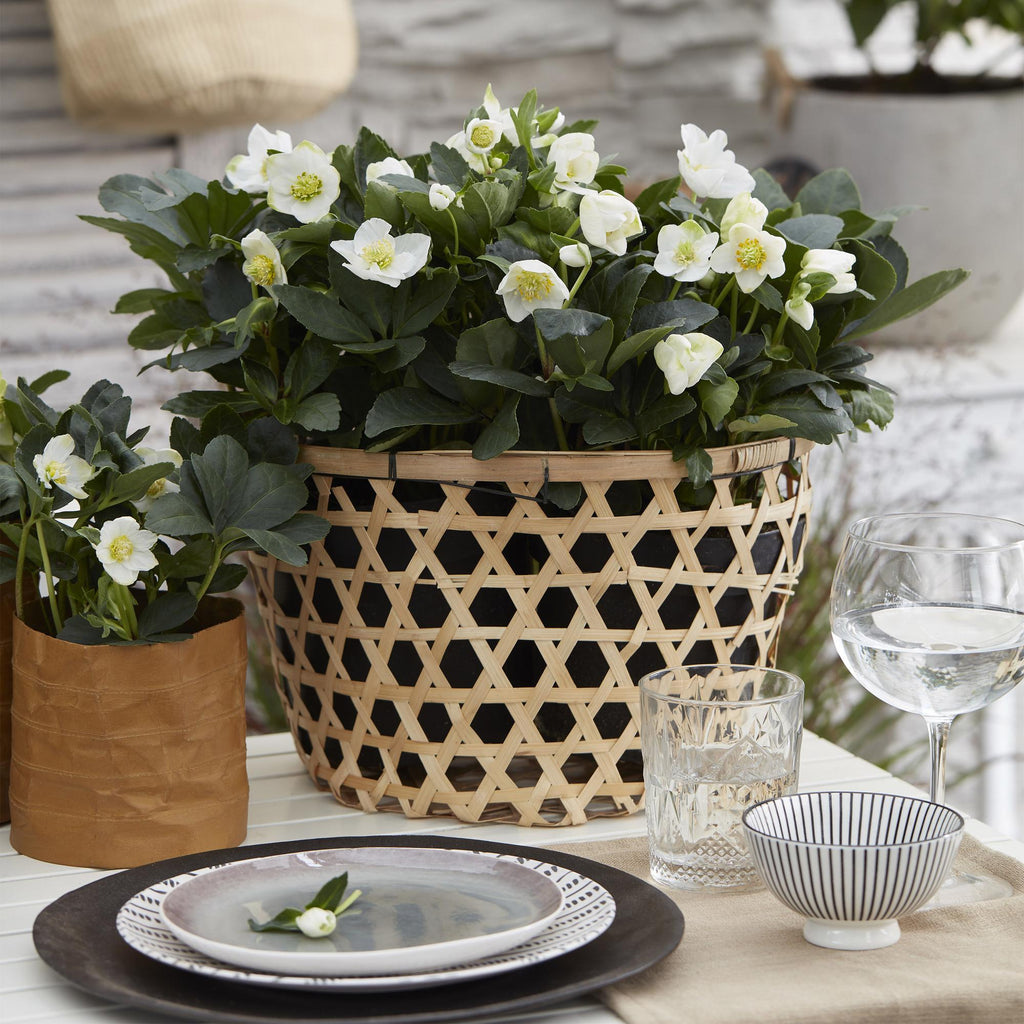 Tuinplant - Kerstroos - Helleborus Christmas Carol  - Witte Bloem -2 Planten - Groenblijvend - Pot 10,5cm Hoogte 25cm