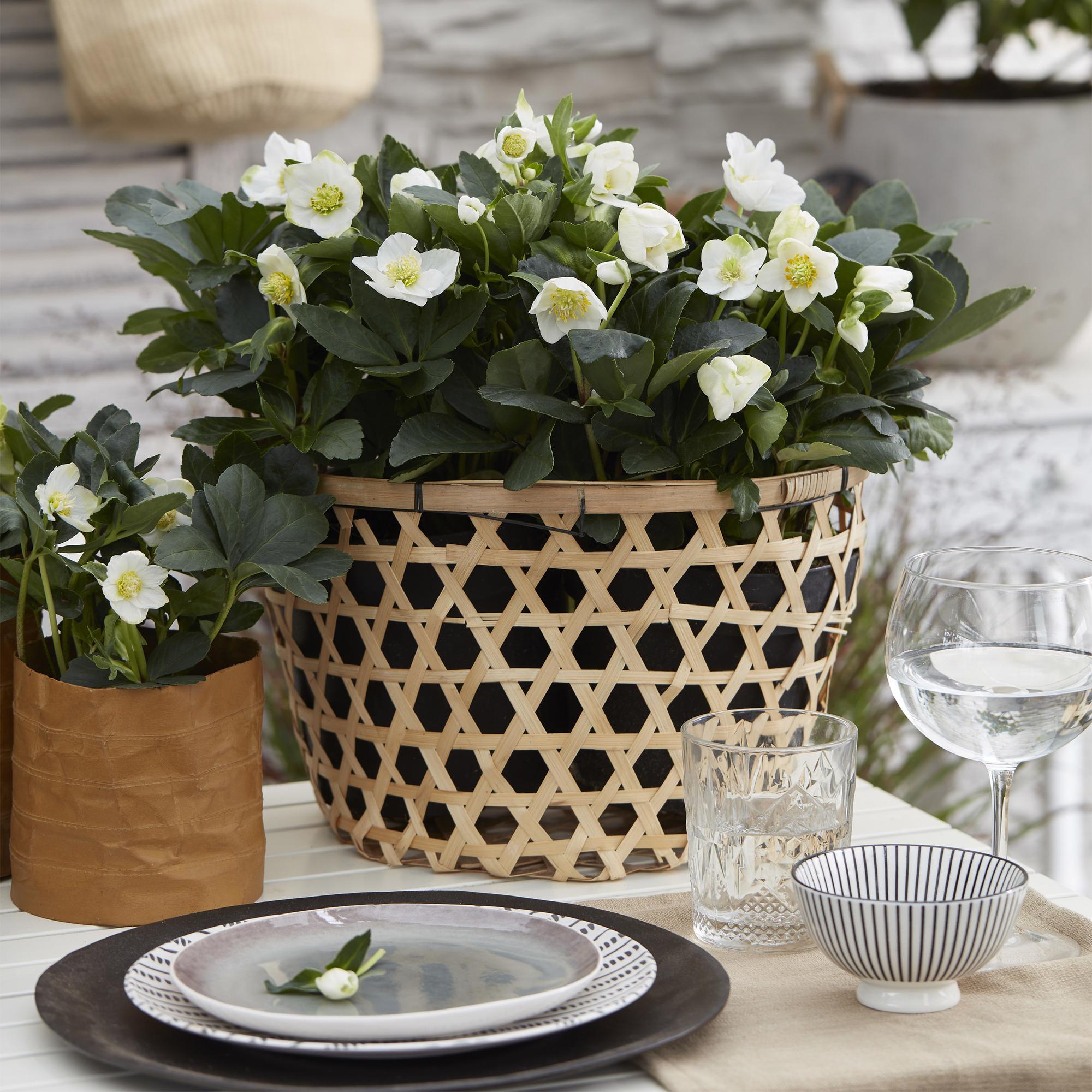 Tuinplant - Kerstroos - Helleborus Christmas Carol  - Witte Bloem -2 Planten - Groenblijvend - Pot 10,5cm Hoogte 25cm