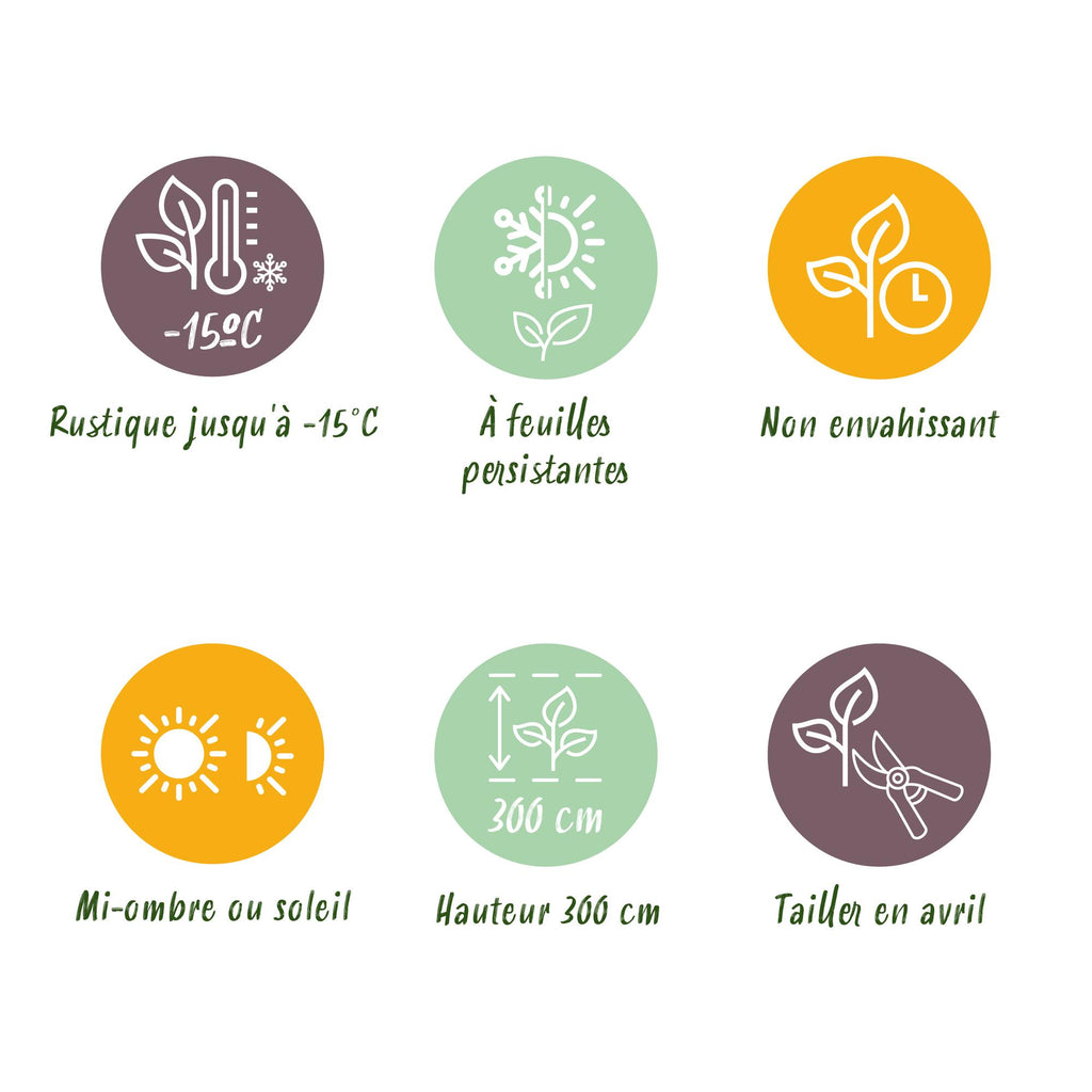 8x Euonymus japonicus White Spire - Kardinaalsmuts - Haagplanten - Groenblijvend - Wit - Groen - Pot 9cm - Hoogte 20-30cm