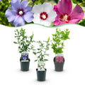 Heesters - Hibiscus syriacus Tricolour - Bloem Roze, Wit en Blauw - 3 Planten - Bladverliezend - Weinig Onderhoud - Pot 17cm Hoogte 45cm