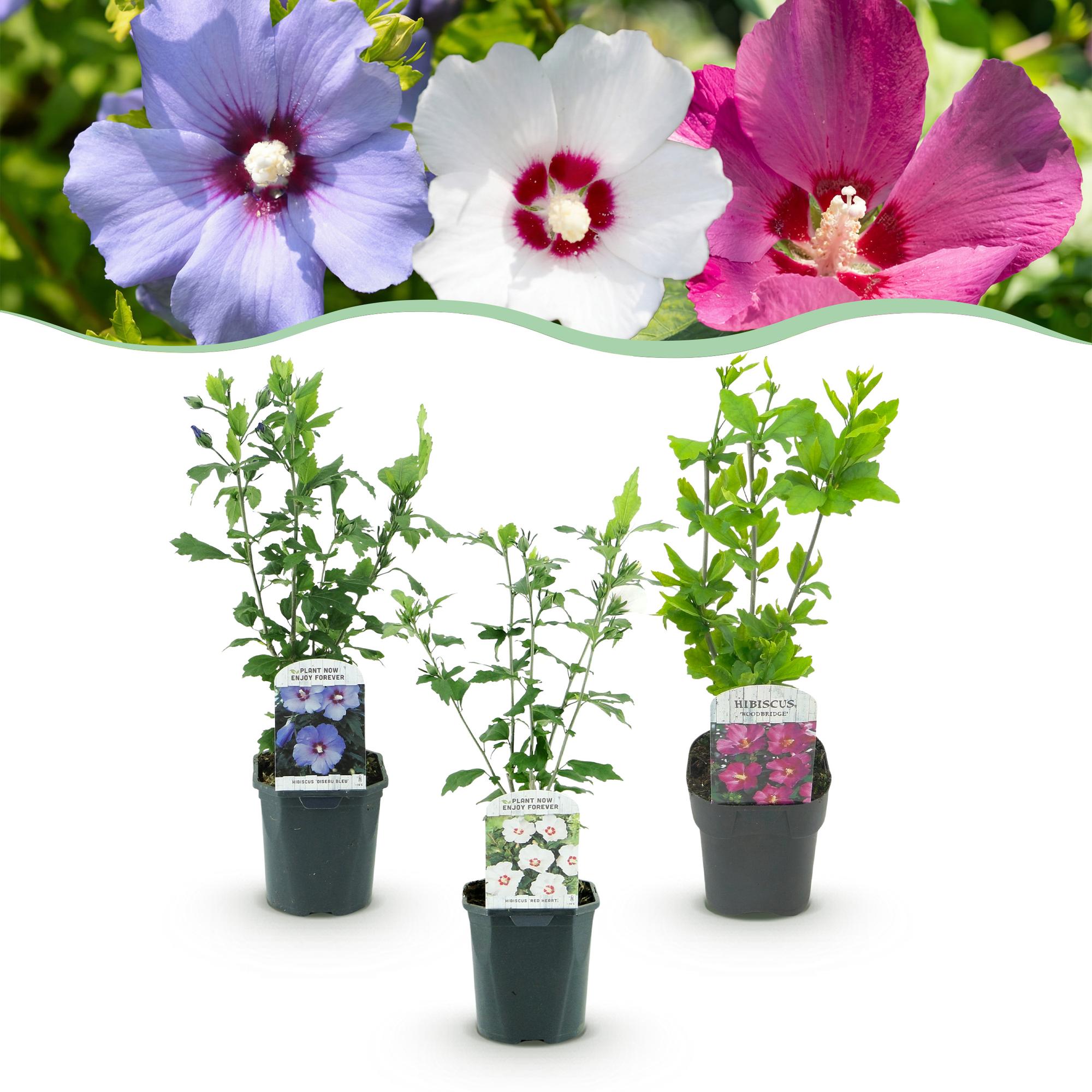 Heesters - Hibiscus syriacus Tricolour - Bloem Roze, Wit en Blauw - 3 Planten - Bladverliezend - Weinig Onderhoud - Pot 17cm Hoogte 45cm