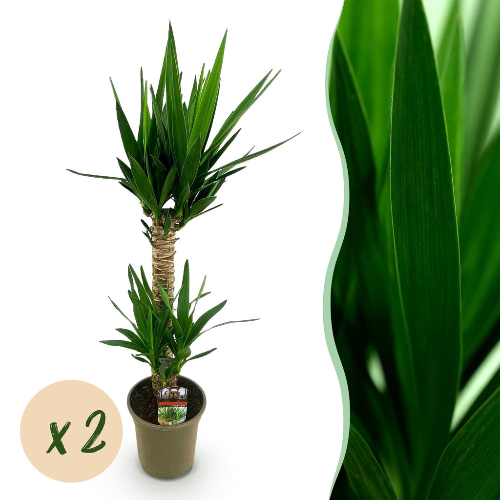 Kamerplant - Yucca elephantipes - Yucca - Weinig onderhoud - Groen - 2 - Pot 19cm - Hoogte 95cm