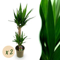 Kamerplant - Yucca elephantipes - Yucca - Weinig onderhoud - Groen - 2 - Pot 19cm - Hoogte 95cm