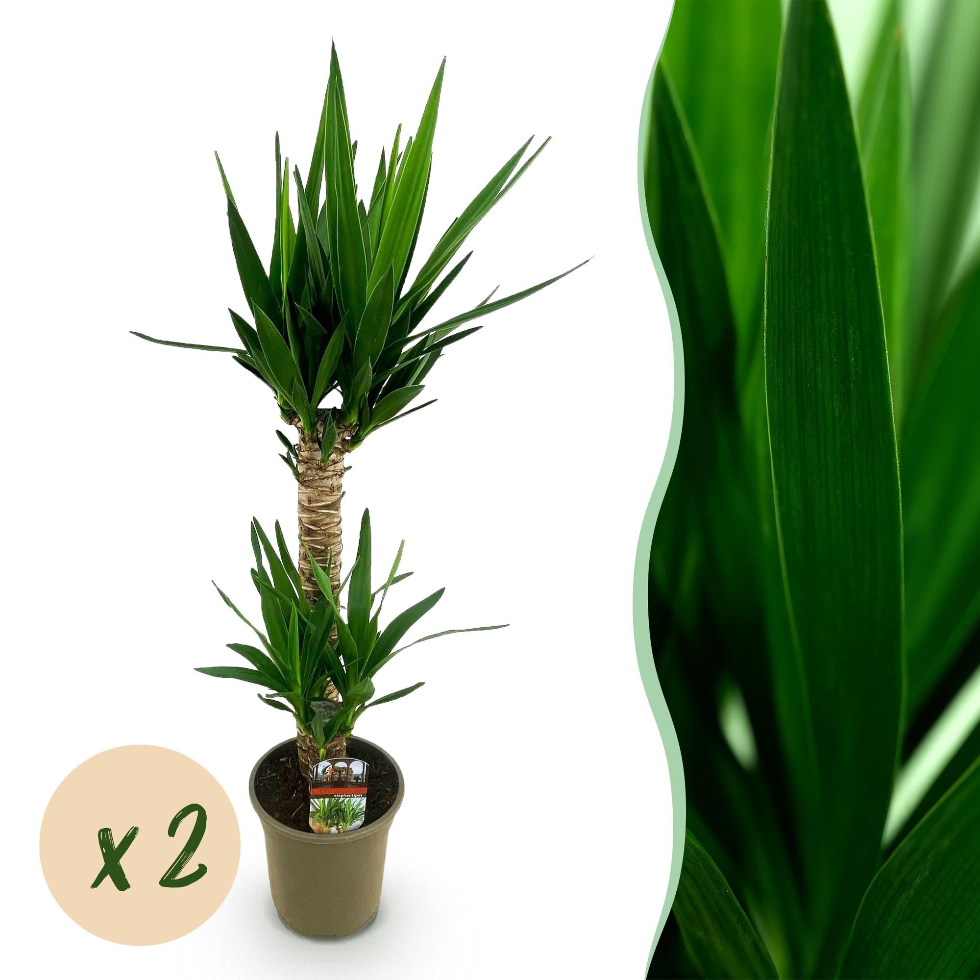 Kamerplant - Yucca elephantipes - Yucca - Weinig onderhoud - Groen - 2 - Pot 19cm - Hoogte 95cm