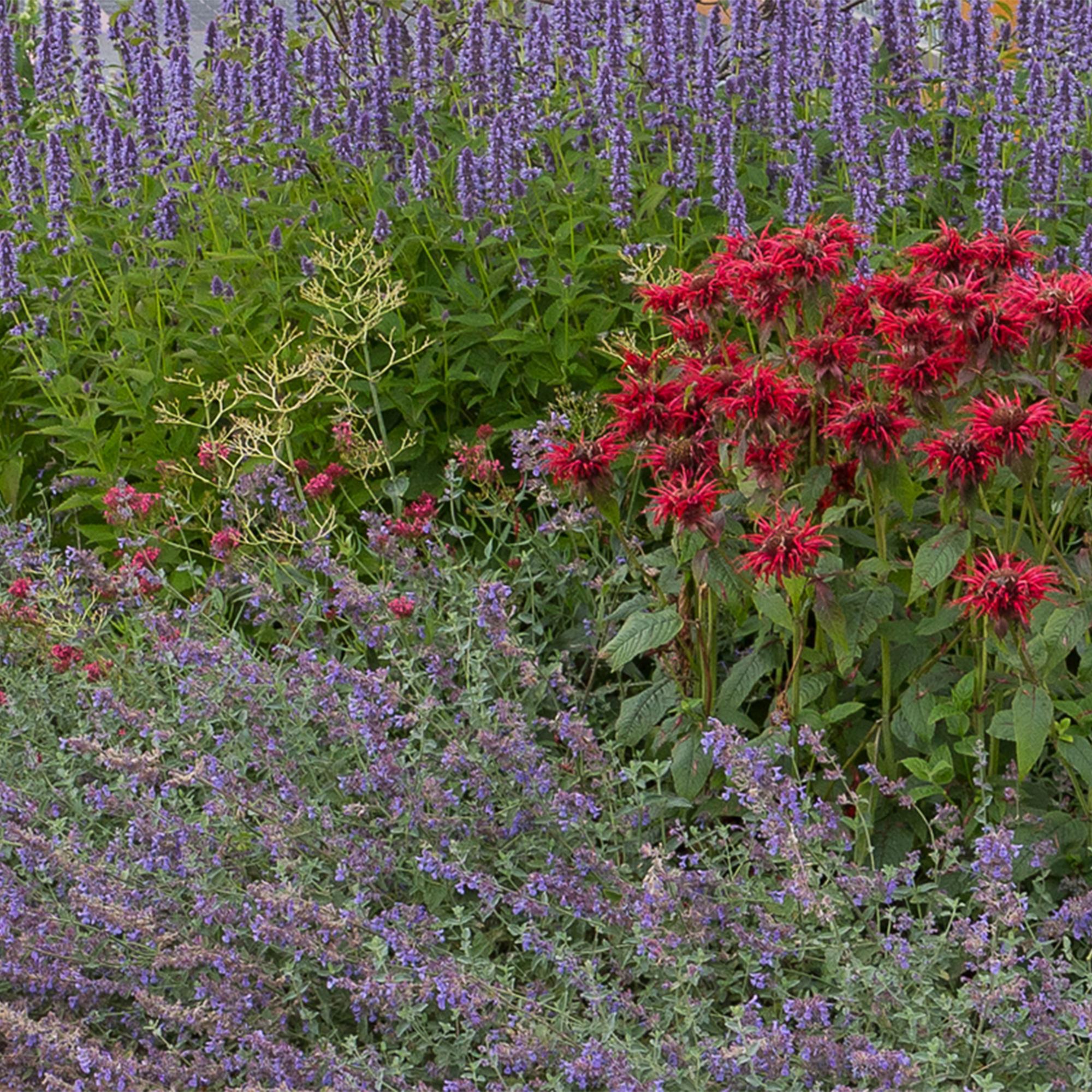 Vasteplant - Borderpakket - Geurend - Diversen - Soorten en kleuren - 6 Planten - Pot 11cm - Hoogte 15-25cm