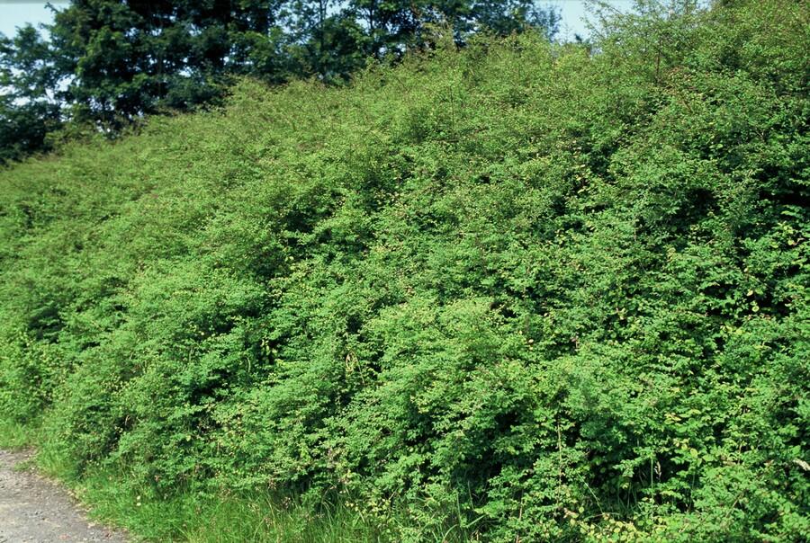 48x Symphoricarpos ch. 'Hancock' - ↕10-25cm - Ø9cm
