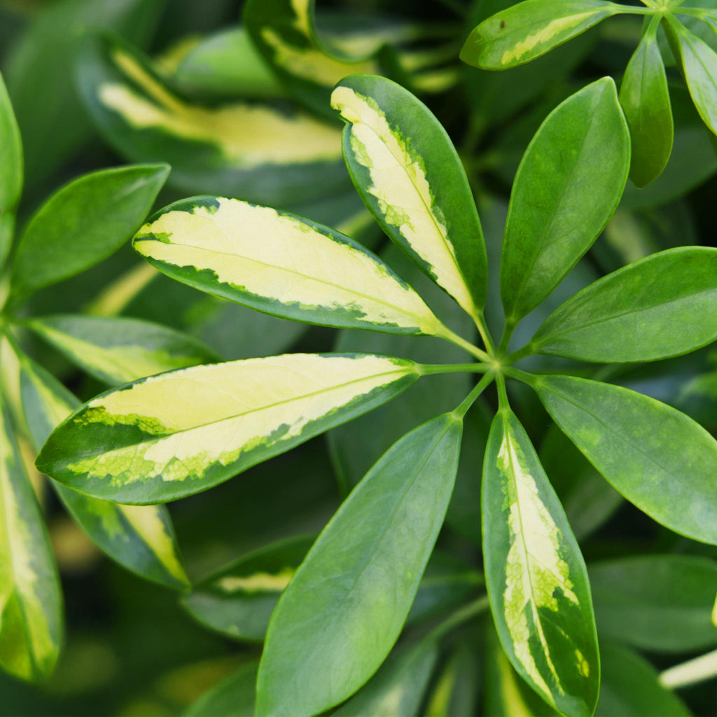 Kamerplanten - Schefflera Gold Capelle - Vingerboom - Weinig onderhoud - Groen - goud - 1 Plant - met Potter Wit - Pot 21cm - Hoogte 70-80cm