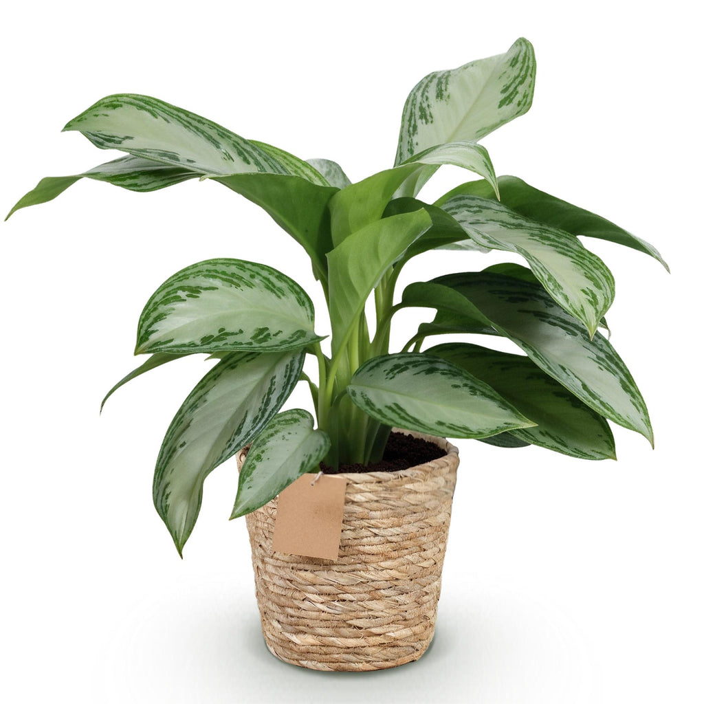 Green is... Kamerplanten - Aglaonema Silver Bay - Zilverblad - Weinig onderhoud - met mand - Groen - 1 Plant - Pot 17cm - Hoogte 70-75cm