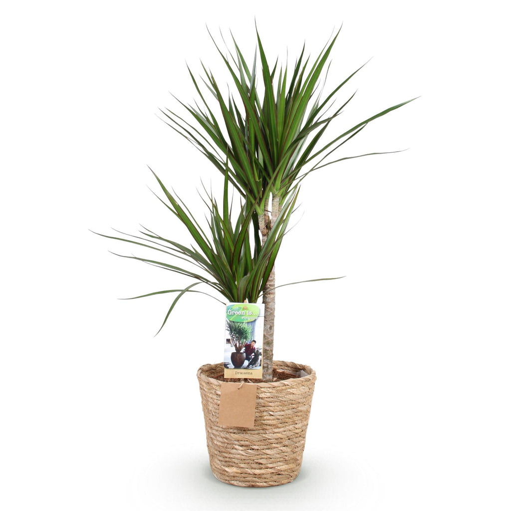 Green is... Kamerplanten - Dracaena Marginata - Drakenbloedboom - Weinig onderhoud - met mand - Groen - 1 Plant - Pot 21cm - Hoogte 90-100cm