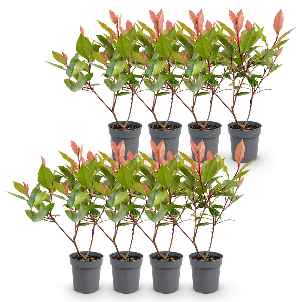 8x Photinia fraseri Little Red Robin - Glansmispel - Haagplanten - Groenblijvend - Rood - Pot 9cm - Hoogte 25-35cm