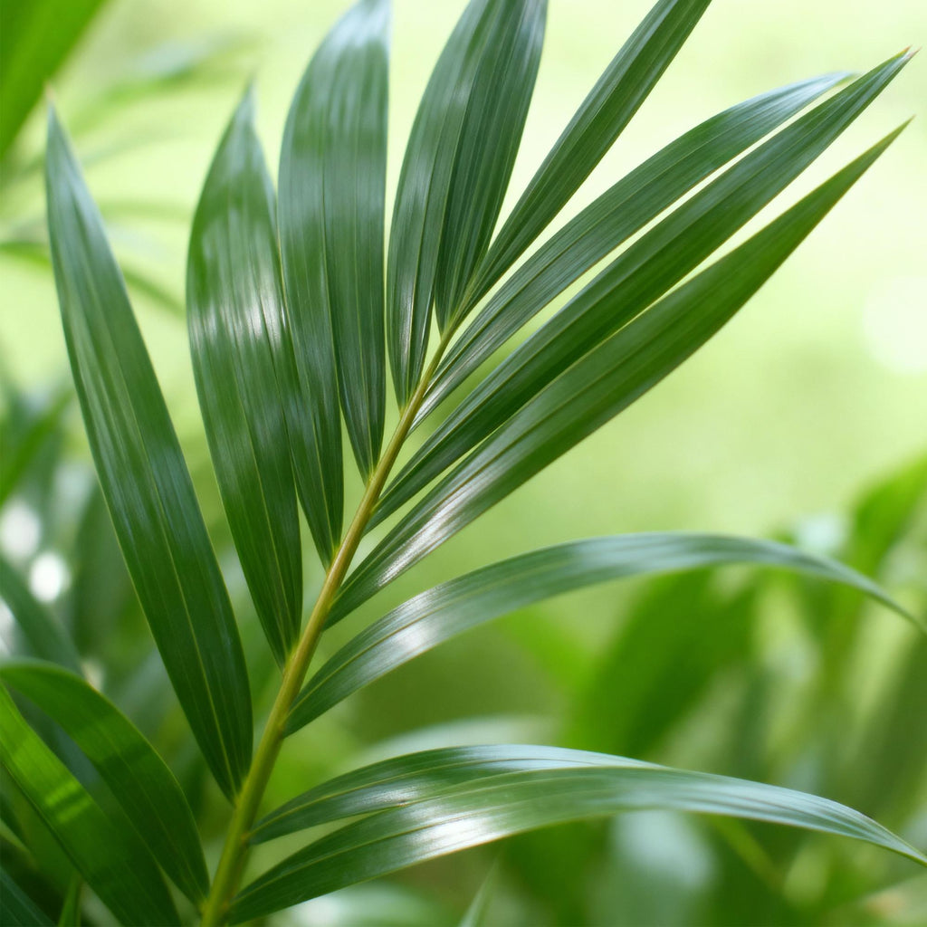 Kamerplant - Howea Forsteriana - Kentia Palm - Weinig Onderhoud - Groen - 1 Plant - met Potter Grijs - Pot 21cm - Hoogte 120-130cm