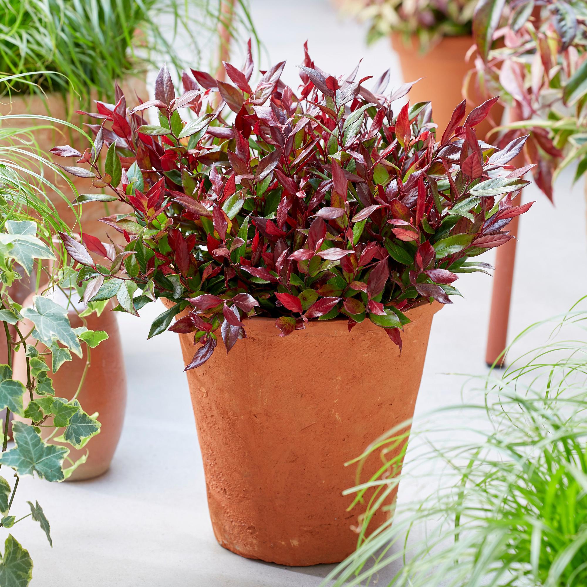 Tuinplant - Leucothoe Little Flame - Rood - 1 Plant - Groenblijvend - Weinig Onderhoud - Pot 17cm Hoogte 40cm