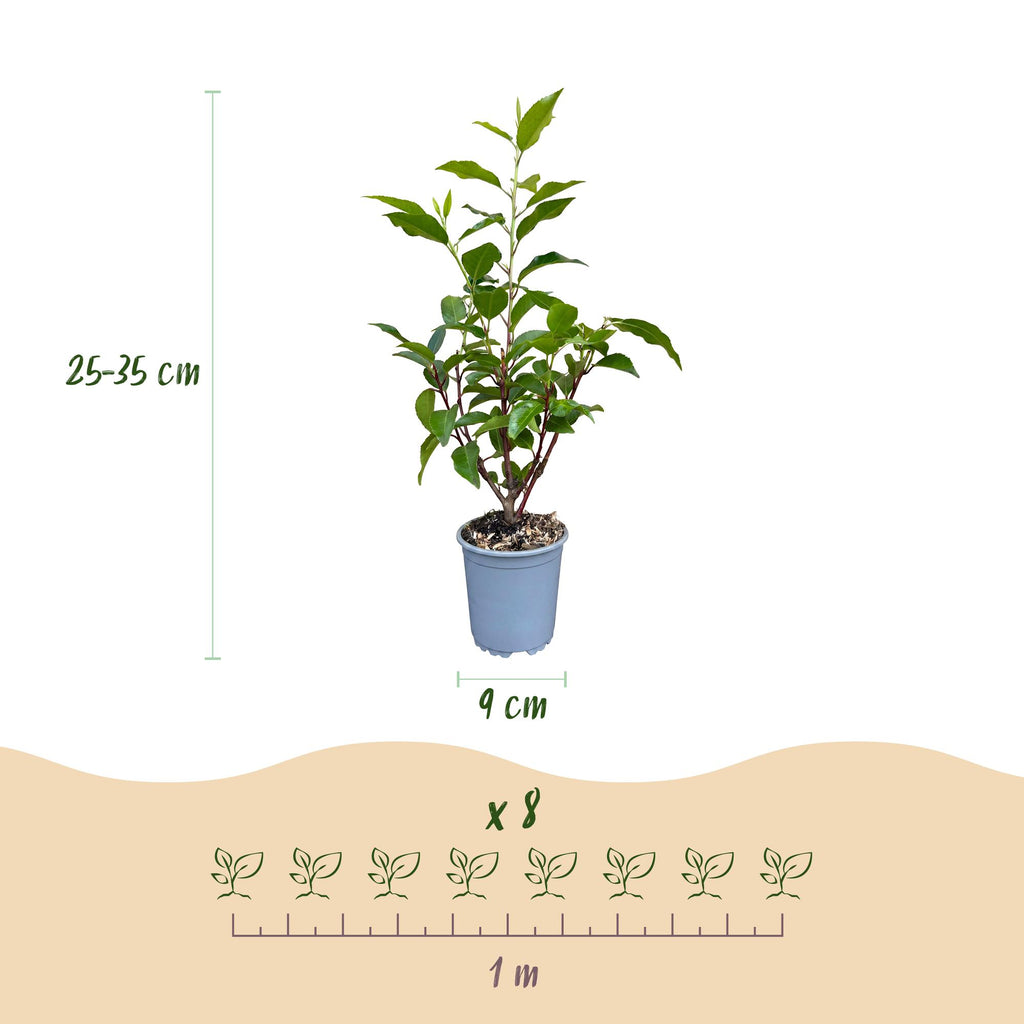 24x Prunus lusitanica Angustifolia - Portugese Laurier - Haagplanten - Groenblijvend - Groen - Pot 9cm - Hoogte 25-35cm