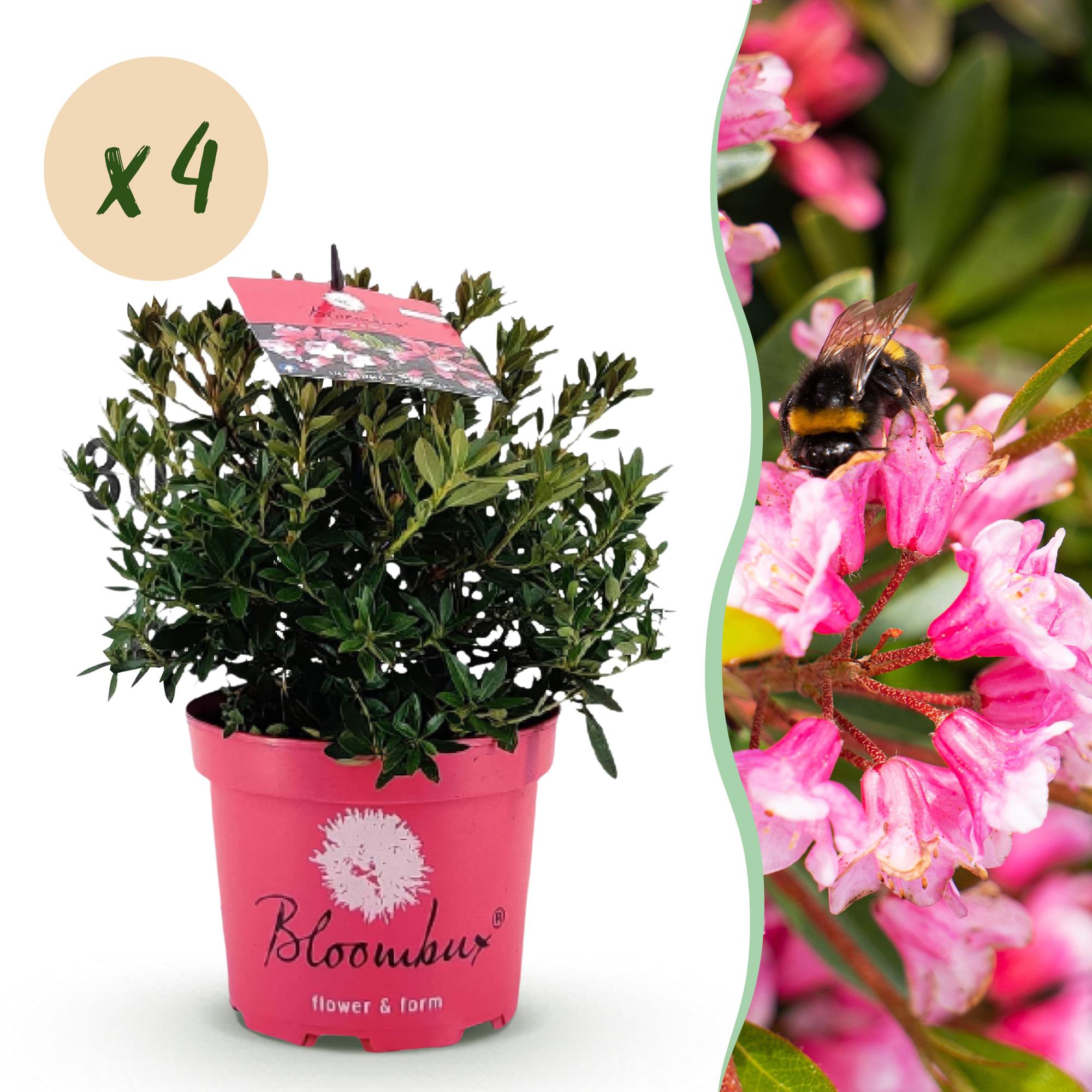 Dwerg Rhododendron - Rhododendron Bloombux Magenta - Bloeiende Buxus - Weinig Onderhoud - Roze Bloem - 4 Planten - Pot 17cm - Hoogte 30-40cm