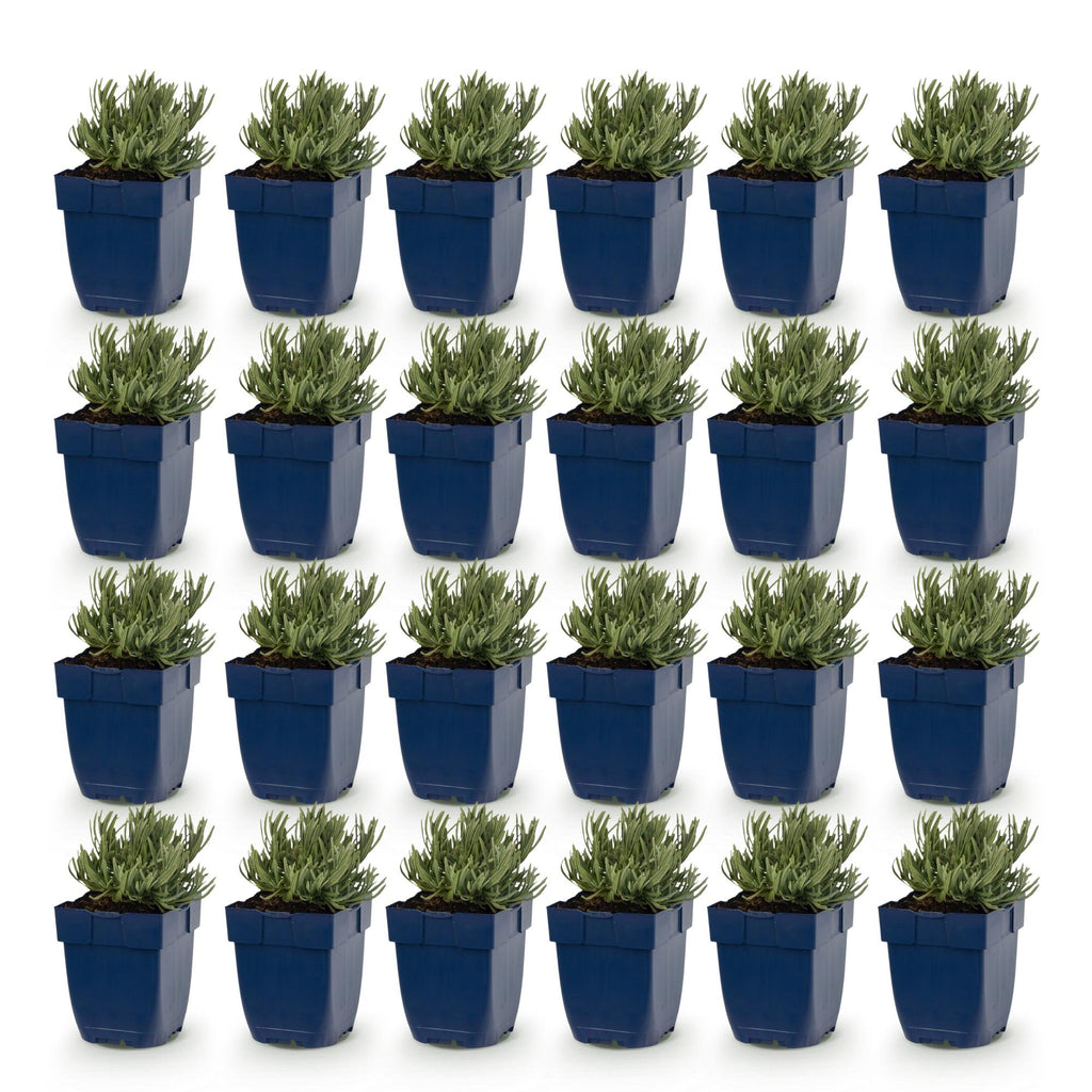 Vasteplant - Lavandula ang. Edelweiss - Lavendel - Geurend - Wit - 24 Planten - Pot 11cm - Hoogte 15-25cm