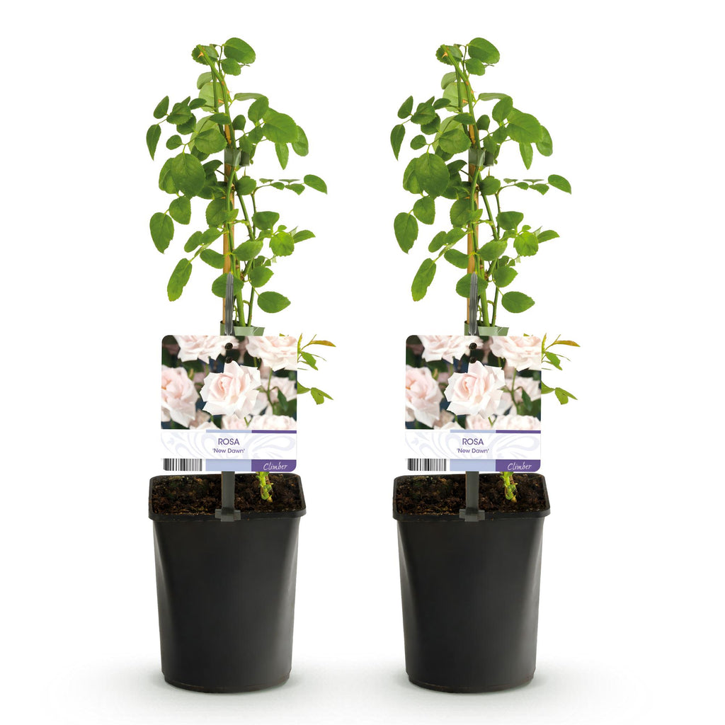 Klimroos - Rosa New Dawn - Bloem Licht roze - Weinig onderhoud - 2 planten - Pot 11cm Hoogte 40cm