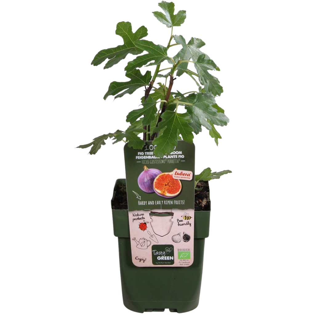 "Zoete oogst trio" BIO Fruitplanten mix set van 3 verschillende soorten
