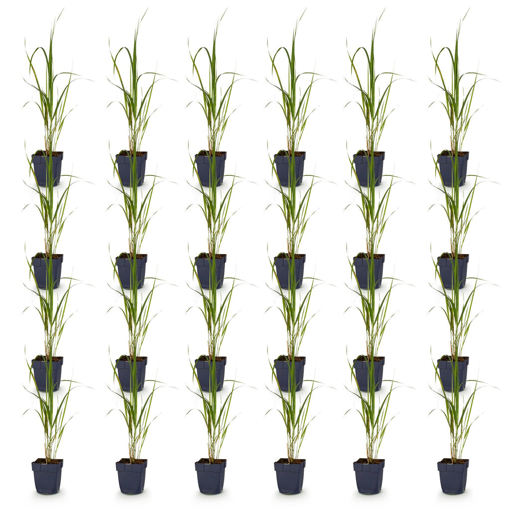 Grassen - Molinia arund. Karl Foerster - Pijpestrootje - Met Pluim - Groen - 24 Planten - Pot 11cm - Hoogte 15-25cm