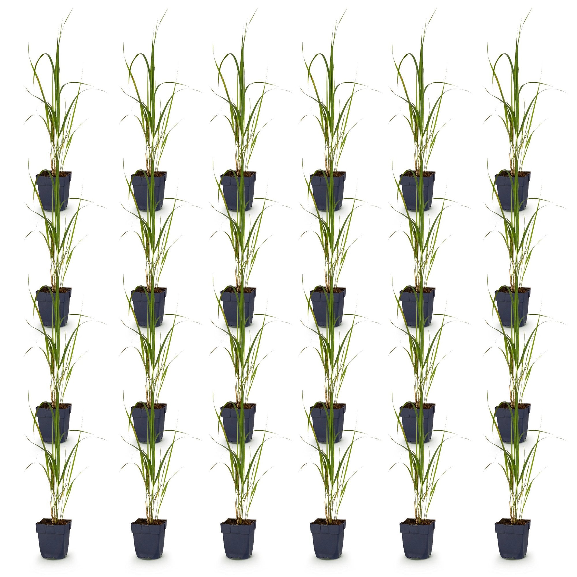 Grassen - Molinia arund. Karl Foerster - Pijpestrootje - Met Pluim - Groen - 24 Planten - Pot 11cm - Hoogte 15-25cm