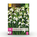 Bloembollen - Galanthus Elwesii - Kleur Wit - 25 stuks - Bolmaat 5/6 - XXL Pack