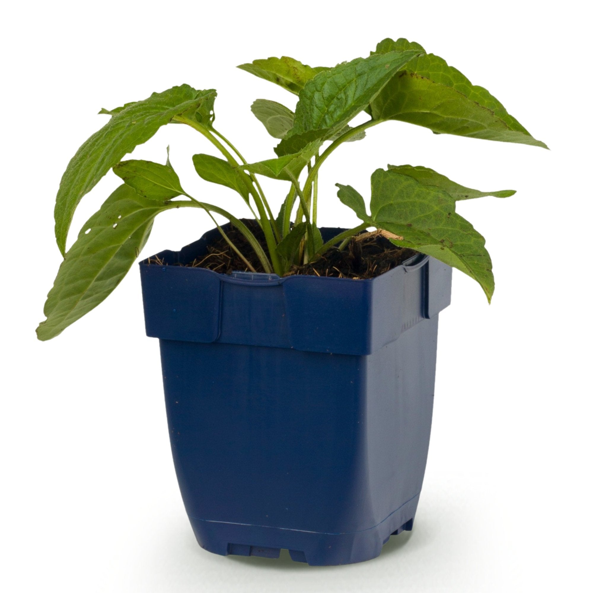 Vasteplant - Rudbeckia fulg. Goldsturm - Gele zonnehoed - Bijen- en vlinderlokkers - Geel - 1 Plant - Pot 11cm - Hoogte 15-25cm