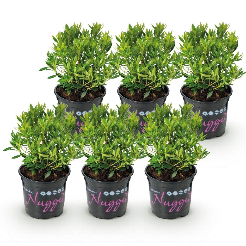 Dwerg Rhododendron - Rhododendron Bloombux Light Pink - Bloeiende Buxus - Weinig Onderhoud - Licht Roze Bloem - 6 Planten - Pot 10,5cm - Hoogte 20-25cm
