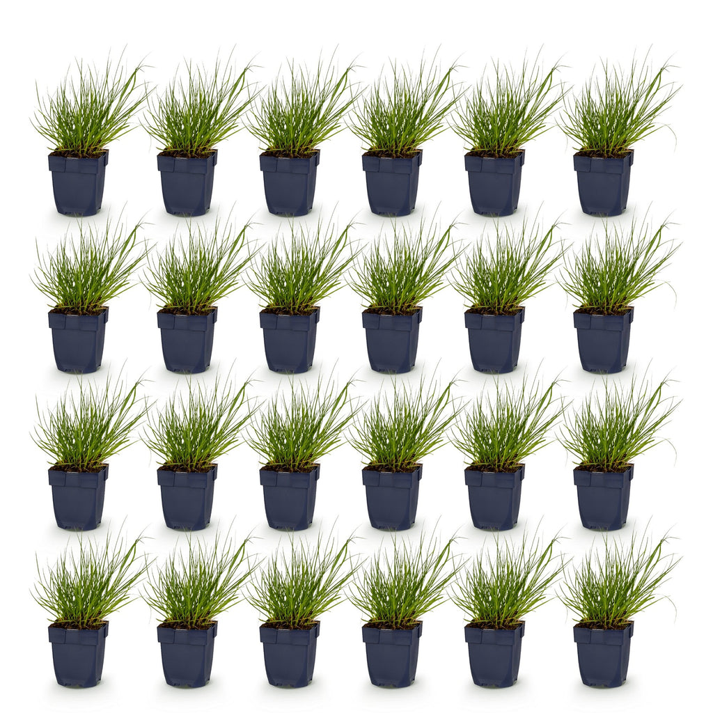 Grassen - Panicum virg. Northwind - Prairiegraan - Met Pluim - Groen - 24 Planten - Pot 11cm - Hoogte 15-25cm