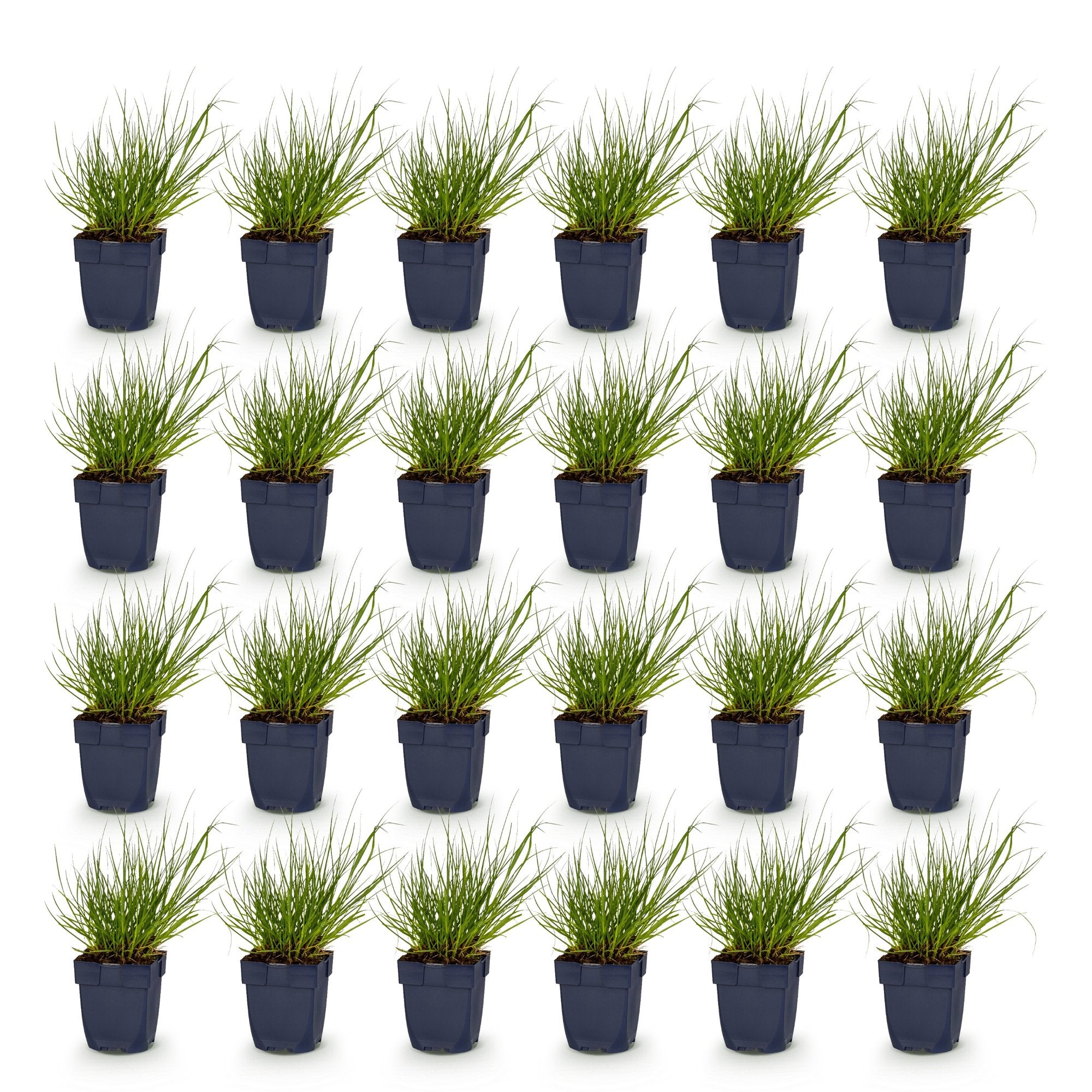 Grassen - Panicum virg. Northwind - Prairiegraan - Met Pluim - Groen - 24 Planten - Pot 11cm - Hoogte 15-25cm