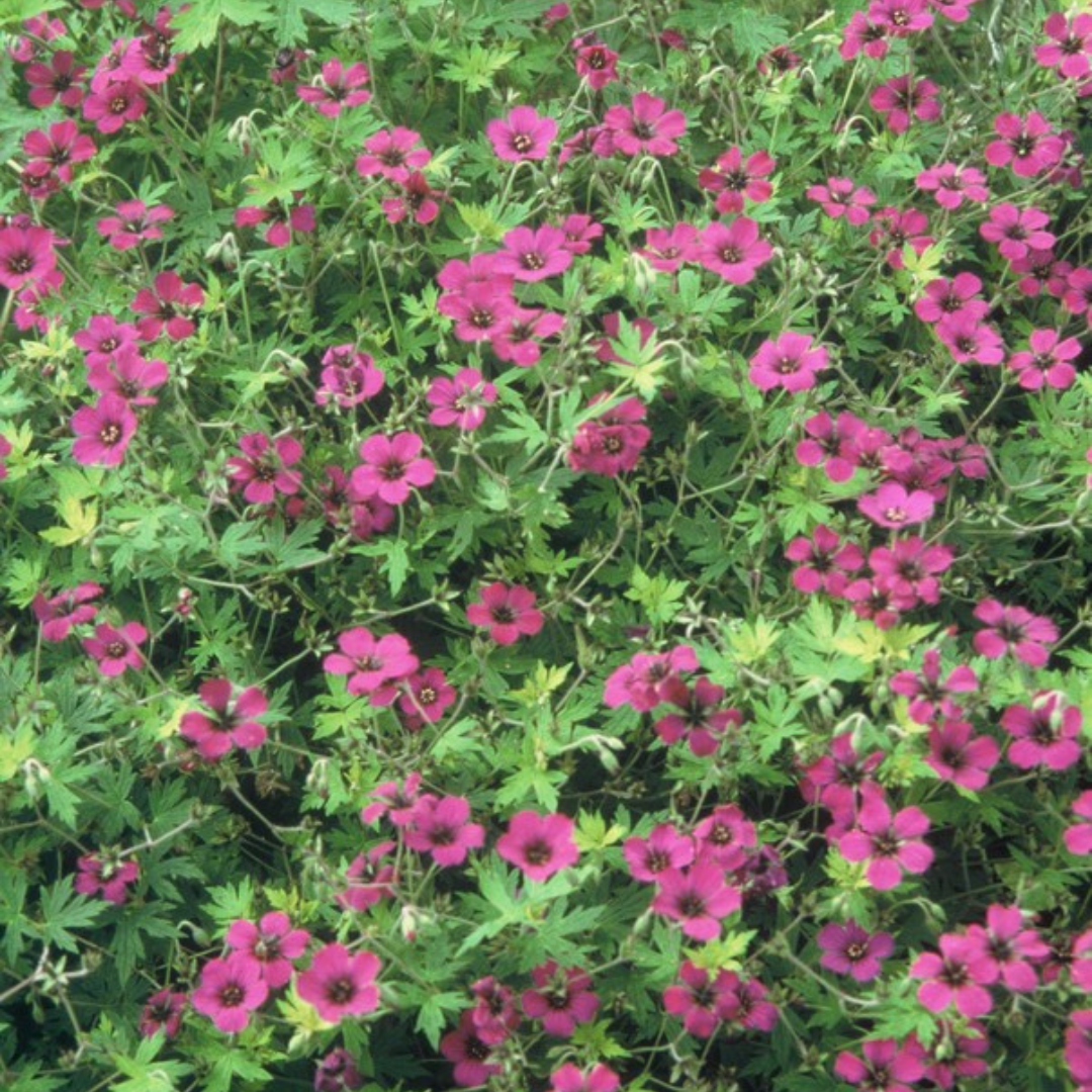 24x Geranium macr. 'Bevan's Variety' - ↕10-25cm - Ø9cm