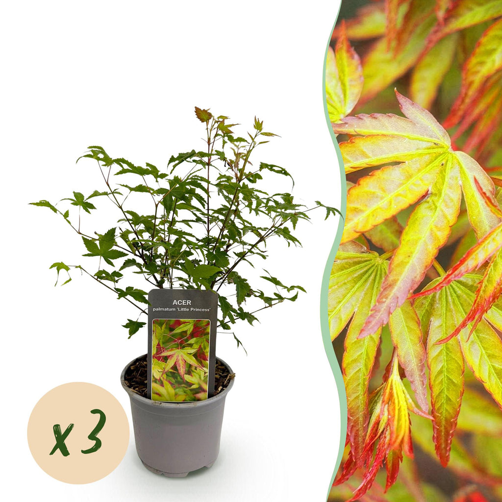 Tuinplant - Acer palmatum Little Princess - Groen - 3 Planten - Bladverliezend - Weinig Onderhoud - Pot 12cm Hoogte 35cm